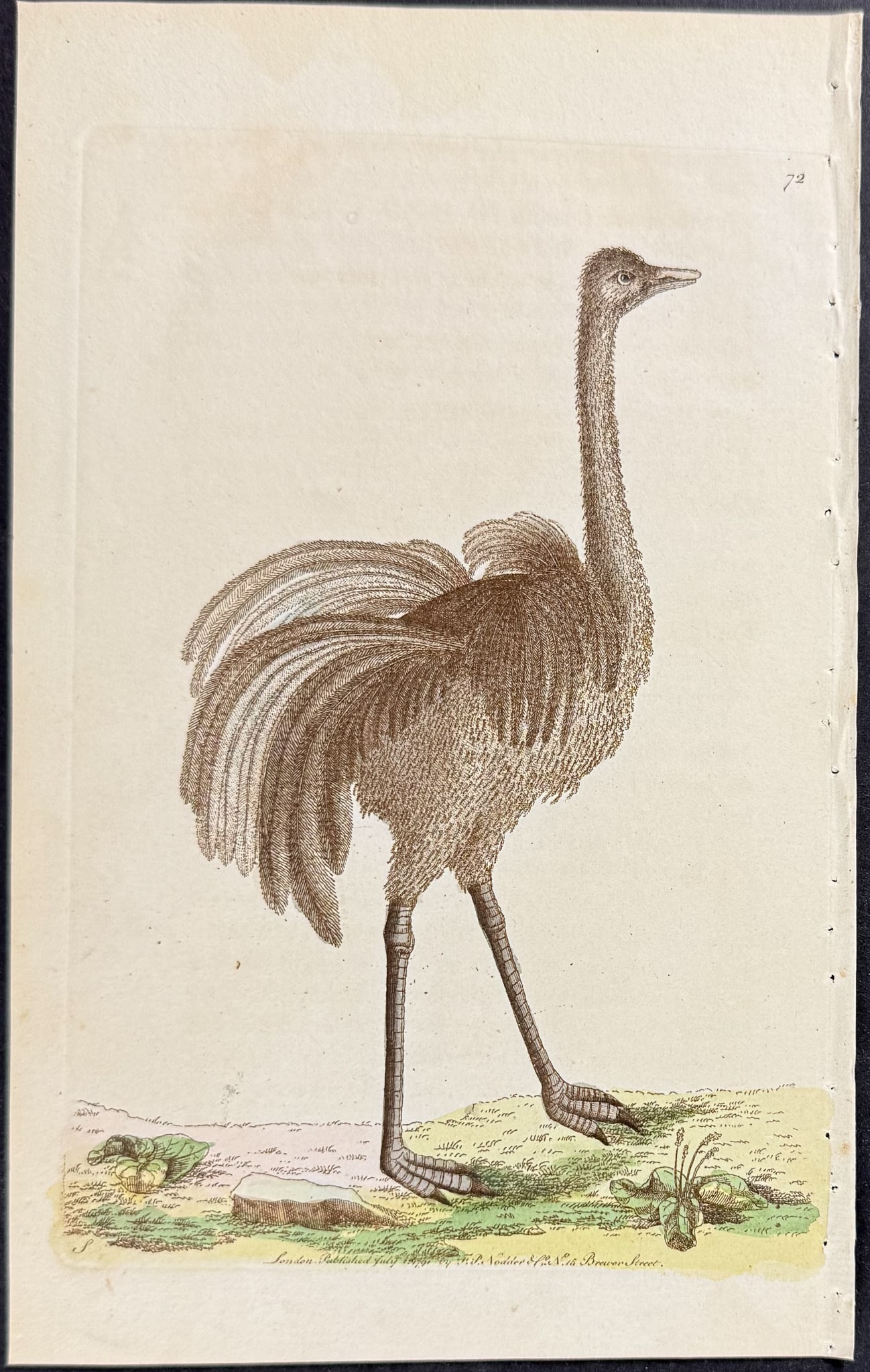 Shaw & Nodder - 6 Bird Engravings - 3