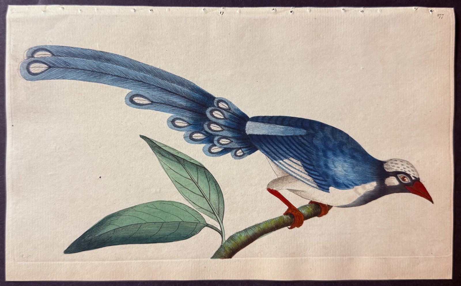 Shaw & Nodder - 6 Bird Engravings - 4