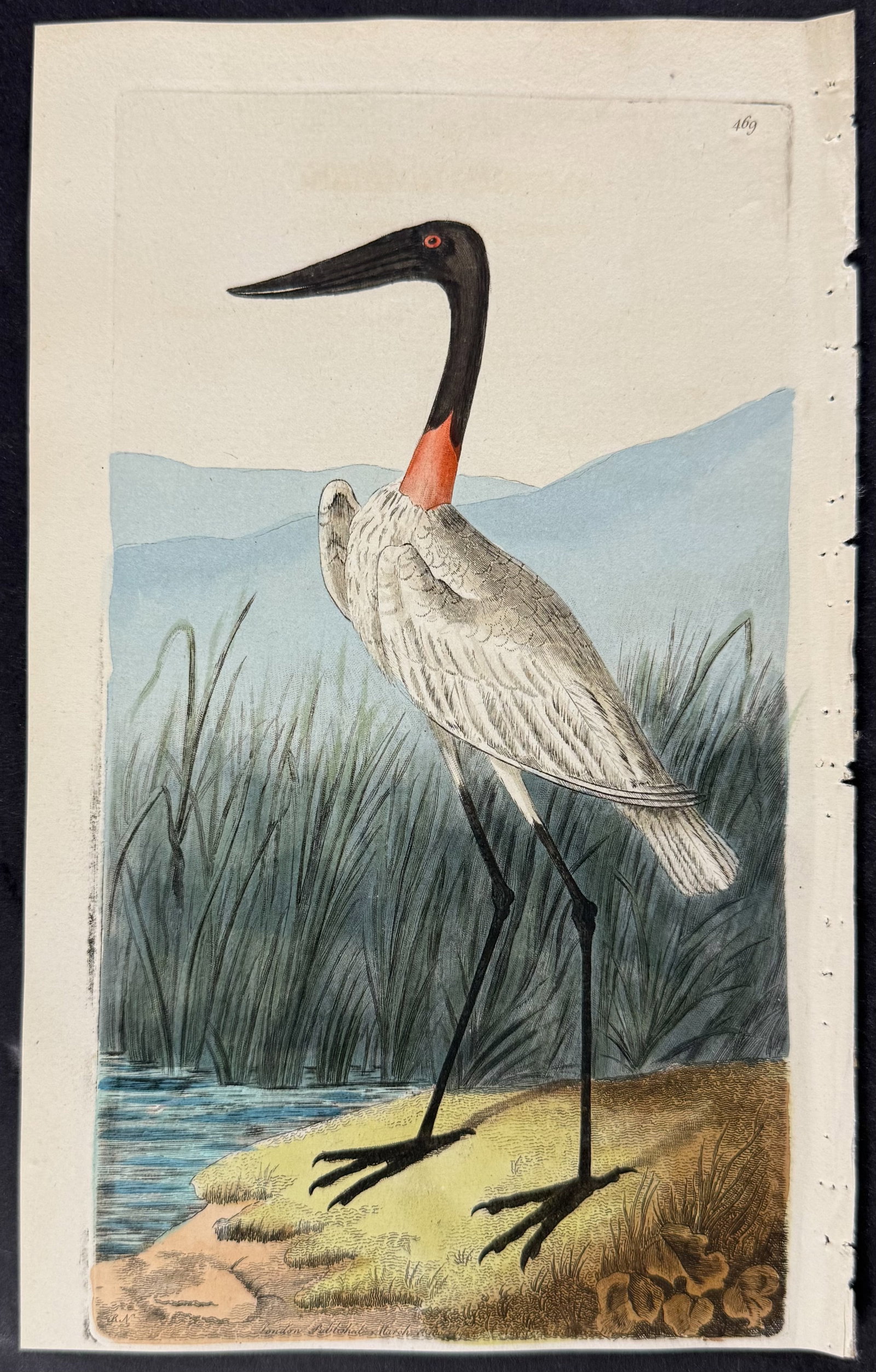 Shaw & Nodder - 6 Bird Engravings - 5
