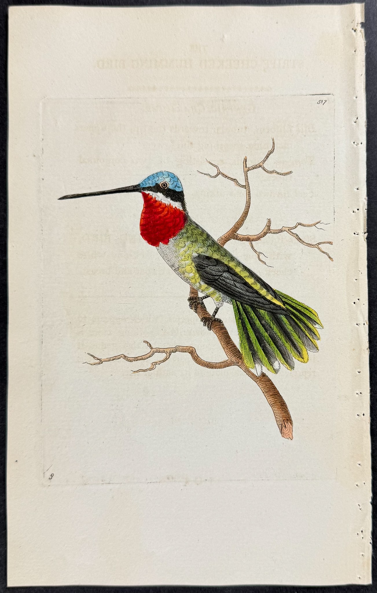 Shaw & Nodder - 6 Bird Engravings - 6