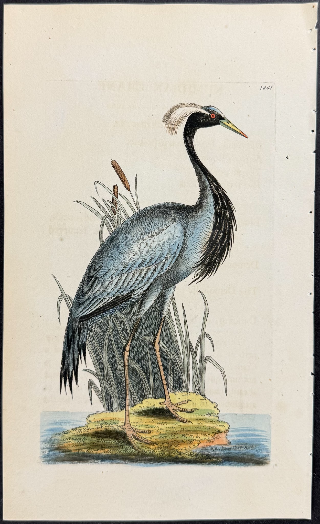 Shaw & Nodder - 6 Bird Engravings - 7