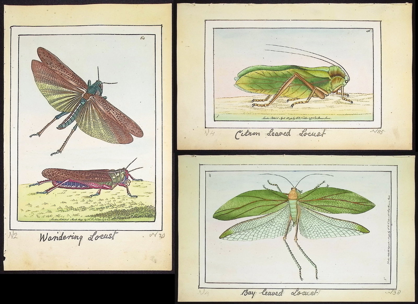 Nodder, Watercolor - 5 Locust Engravings: This is a truly special combined watercolor and engraved plate presentation from Naturalist's Miscellany. The work was done by George Shaw & Frederick Nodder and published in London from 1789 to