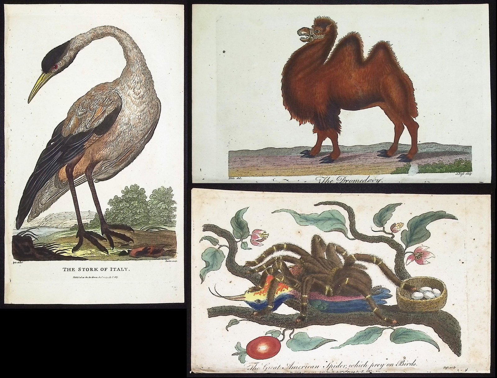 Linnaeus & Sibly - 8 Natural History Engravings: Included in this lot: The Stork of Italy The Dromedary Camel The Crested Porcupine of Africa The Aquatic Viper The Lynx The Red-spotted Sea Perch The Great American Spider, which prey on Birds The