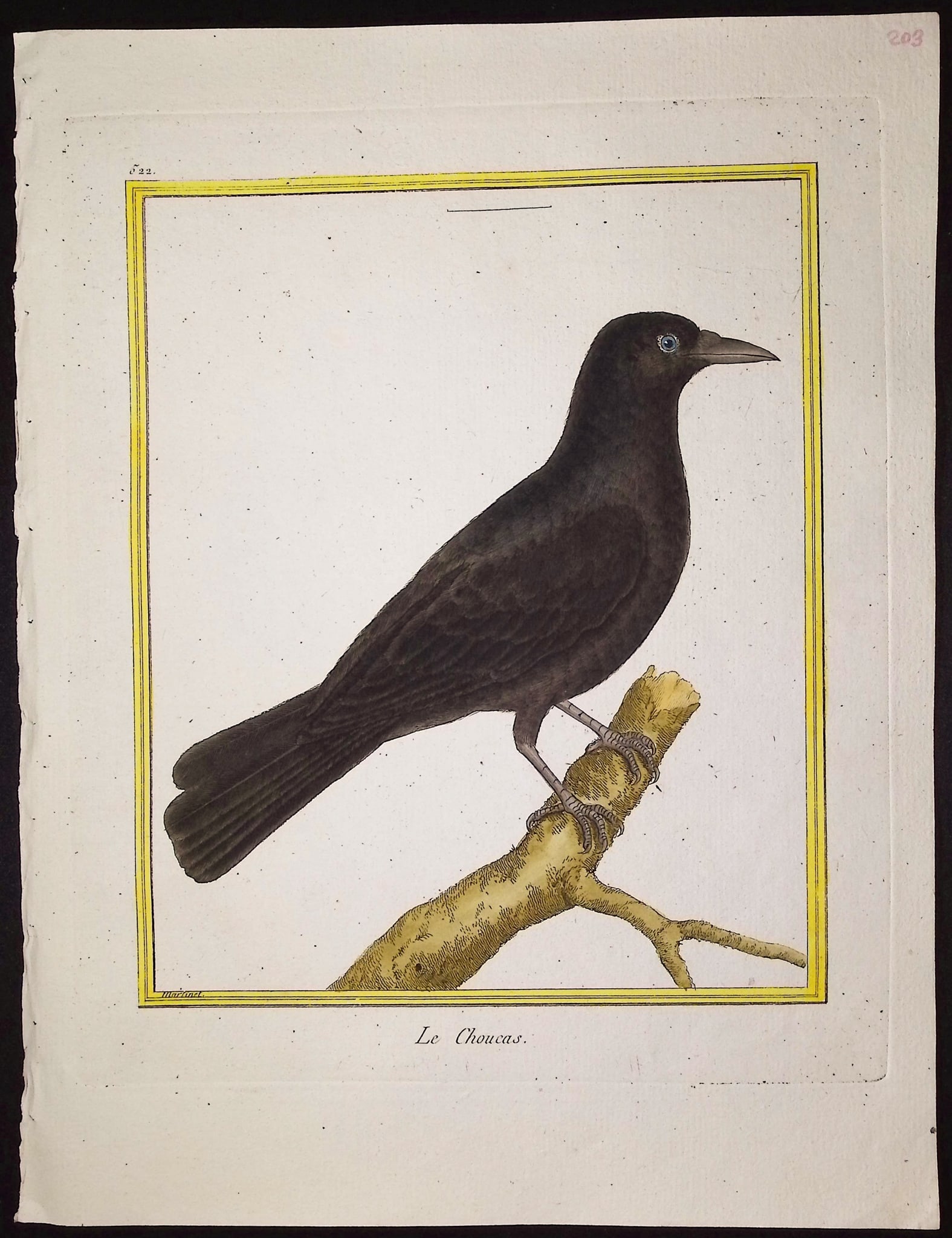 Martinet & Buffon - 11 Bird Engravings - 10