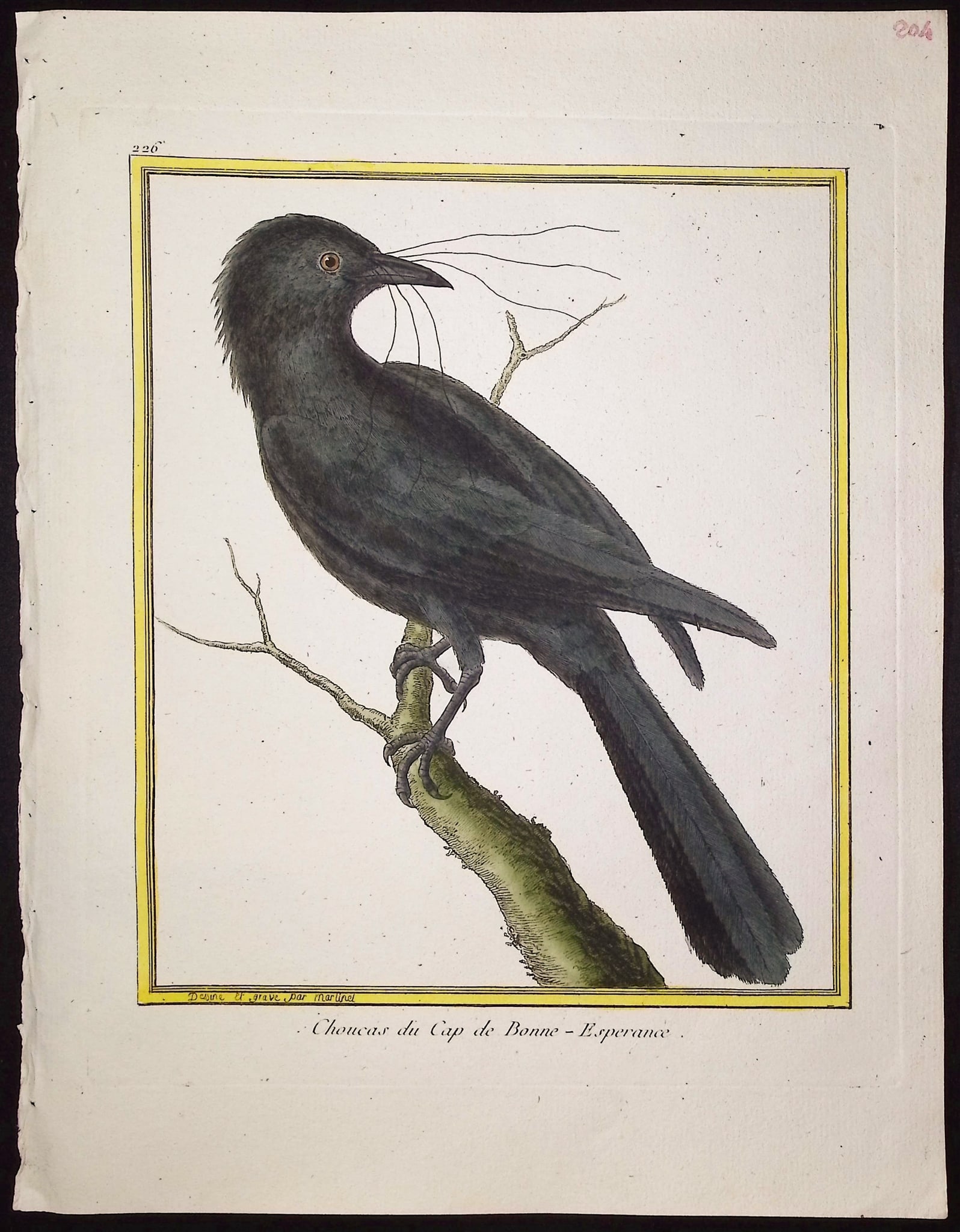 Martinet & Buffon - 11 Bird Engravings - 11