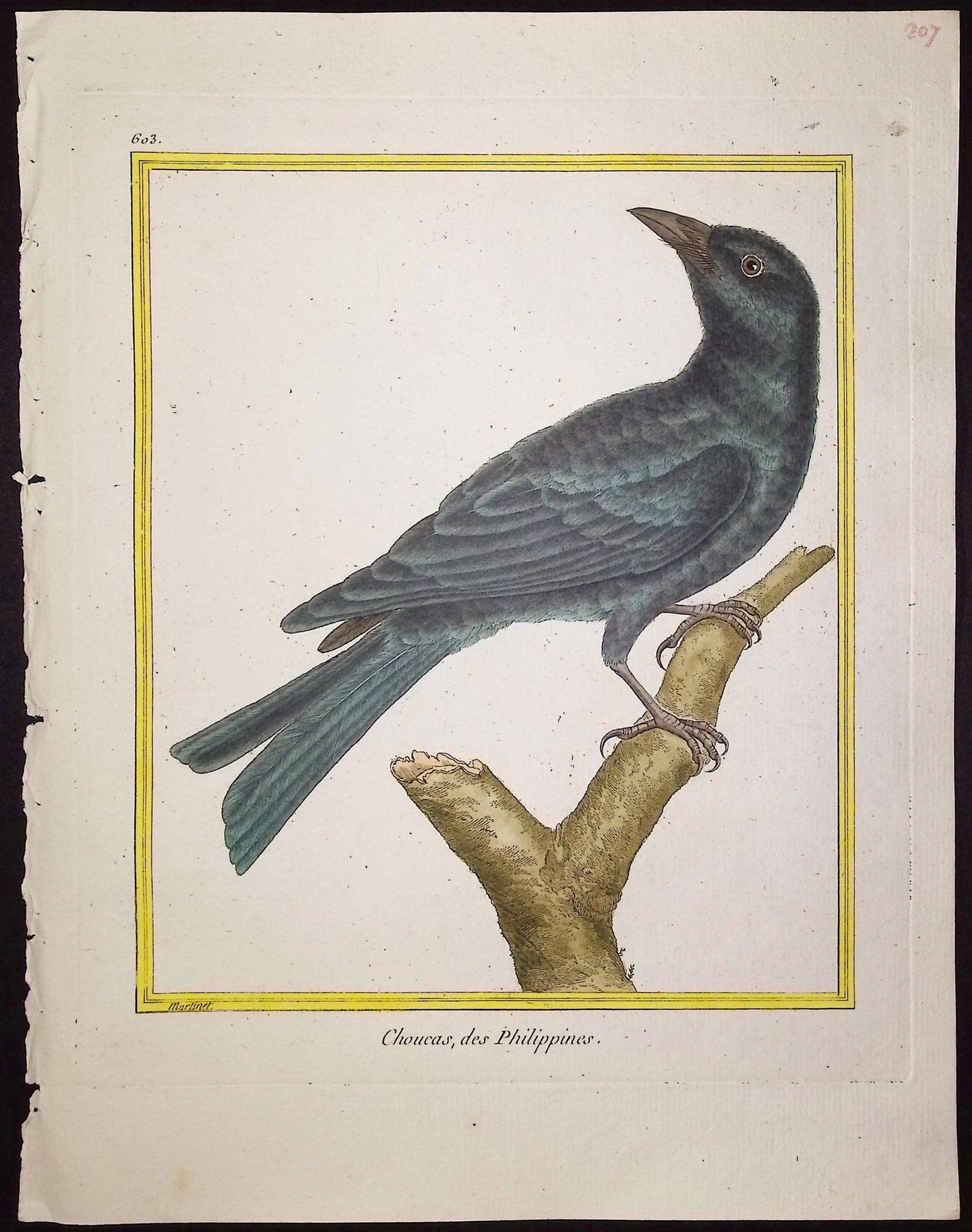 Martinet & Buffon - 11 Bird Engravings - 12