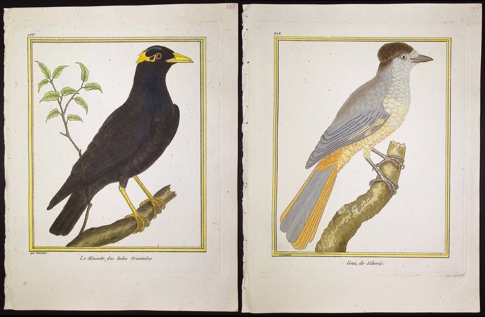 Martinet & Buffon - 11 Bird Engravings: This originally hand-colored engraving is from Georges-Louis Leclerc de Buffon & Francois-Nicolas Martinet's work entitled "Histoire Naturelle des Oiseaux". It was published in Paris by Imprimerie
