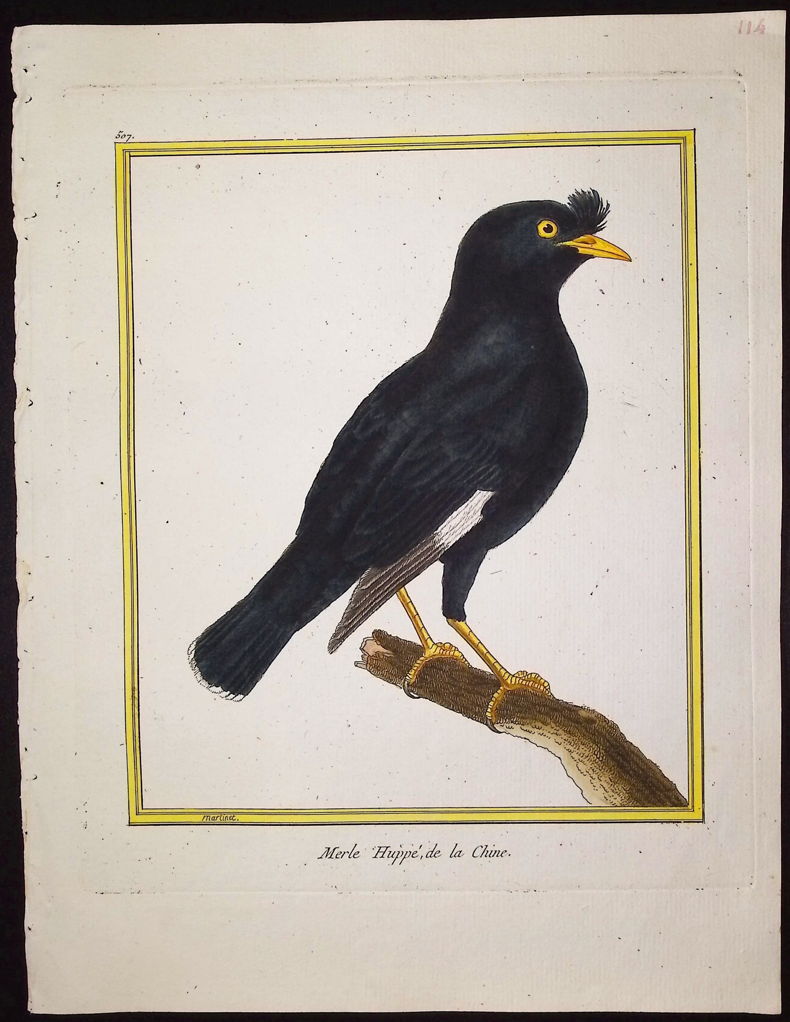 Martinet & Buffon - 11 Bird Engravings - 2
