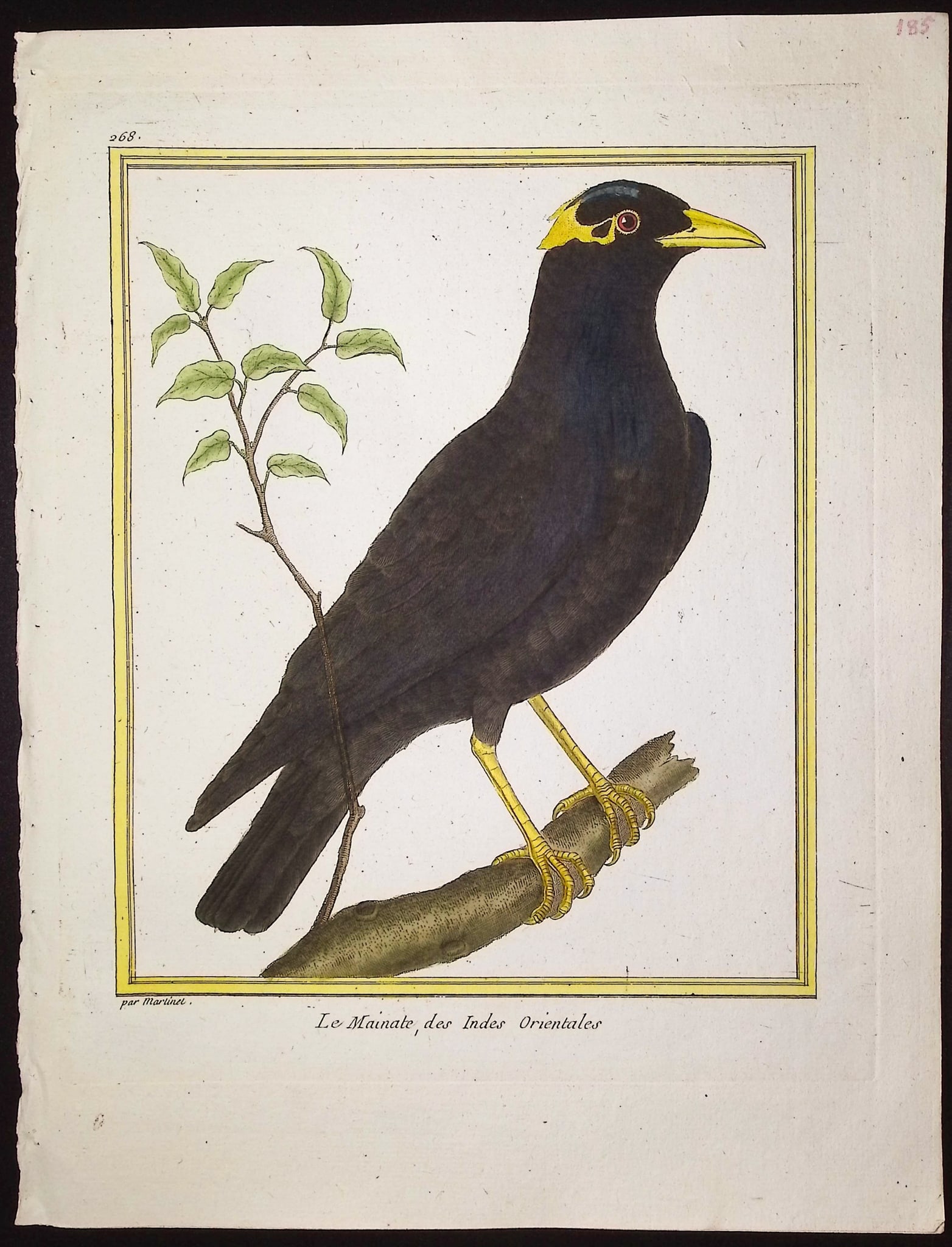Martinet & Buffon - 11 Bird Engravings - 3