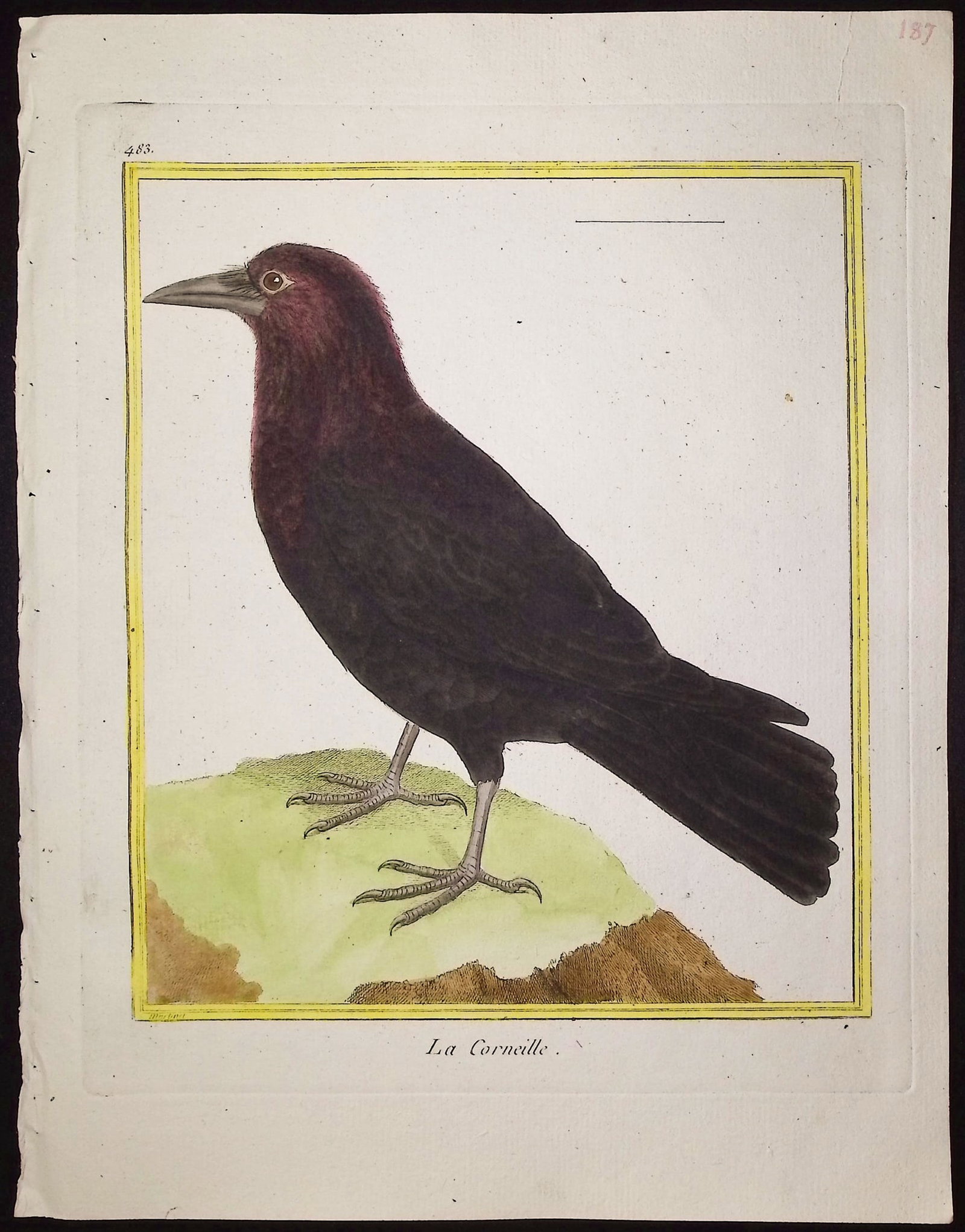 Martinet & Buffon - 11 Bird Engravings - 4