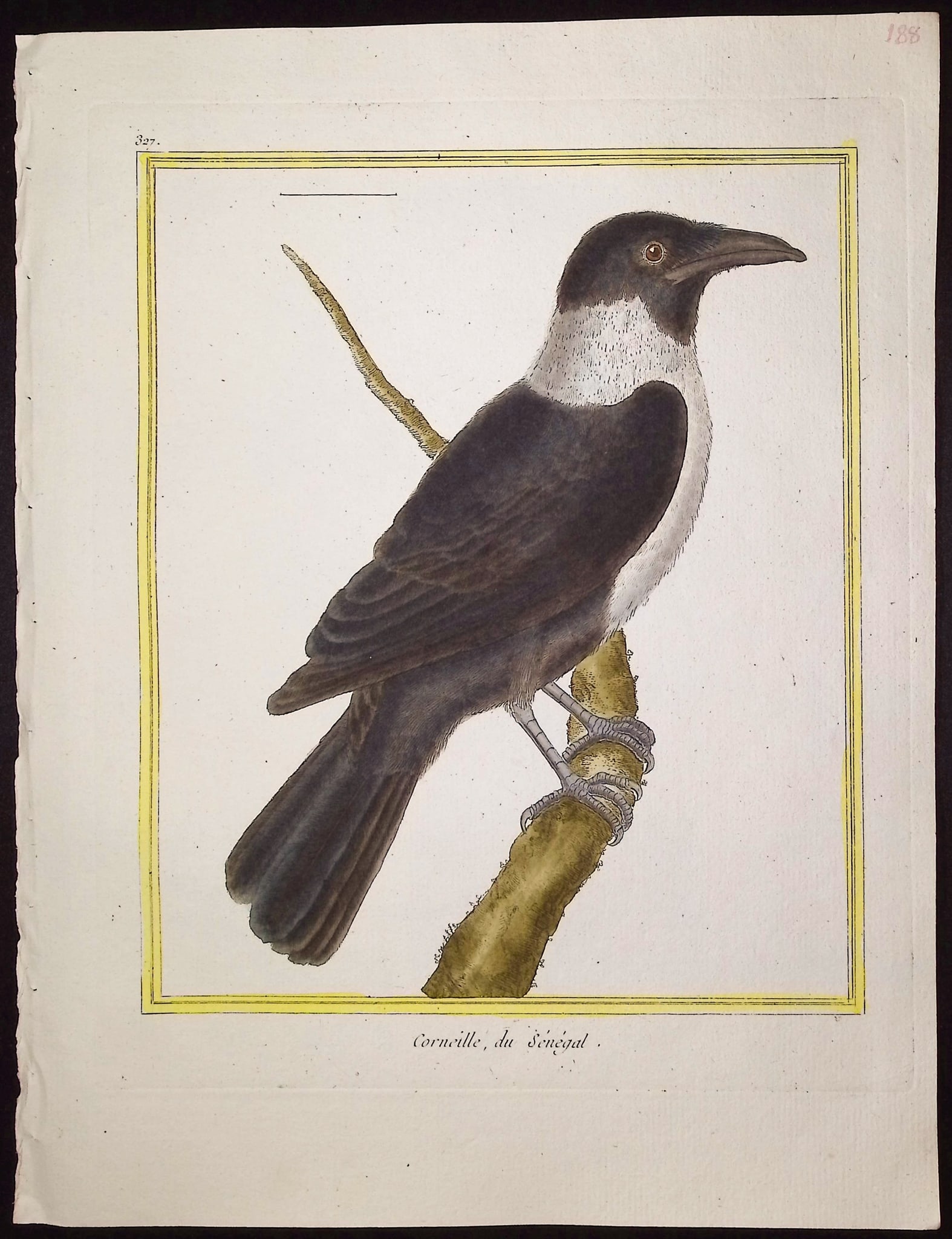 Martinet & Buffon - 11 Bird Engravings - 5