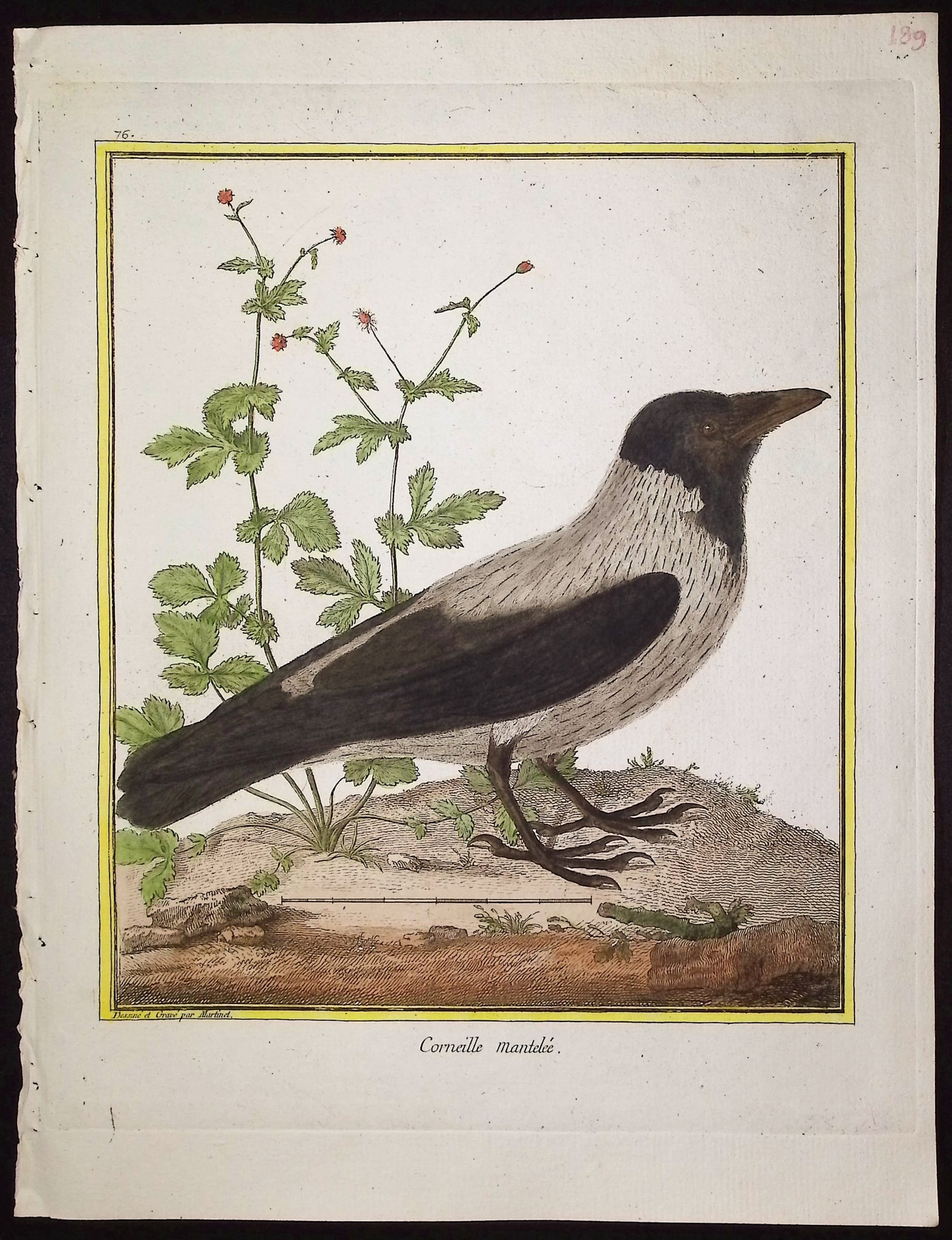 Martinet & Buffon - 11 Bird Engravings - 6