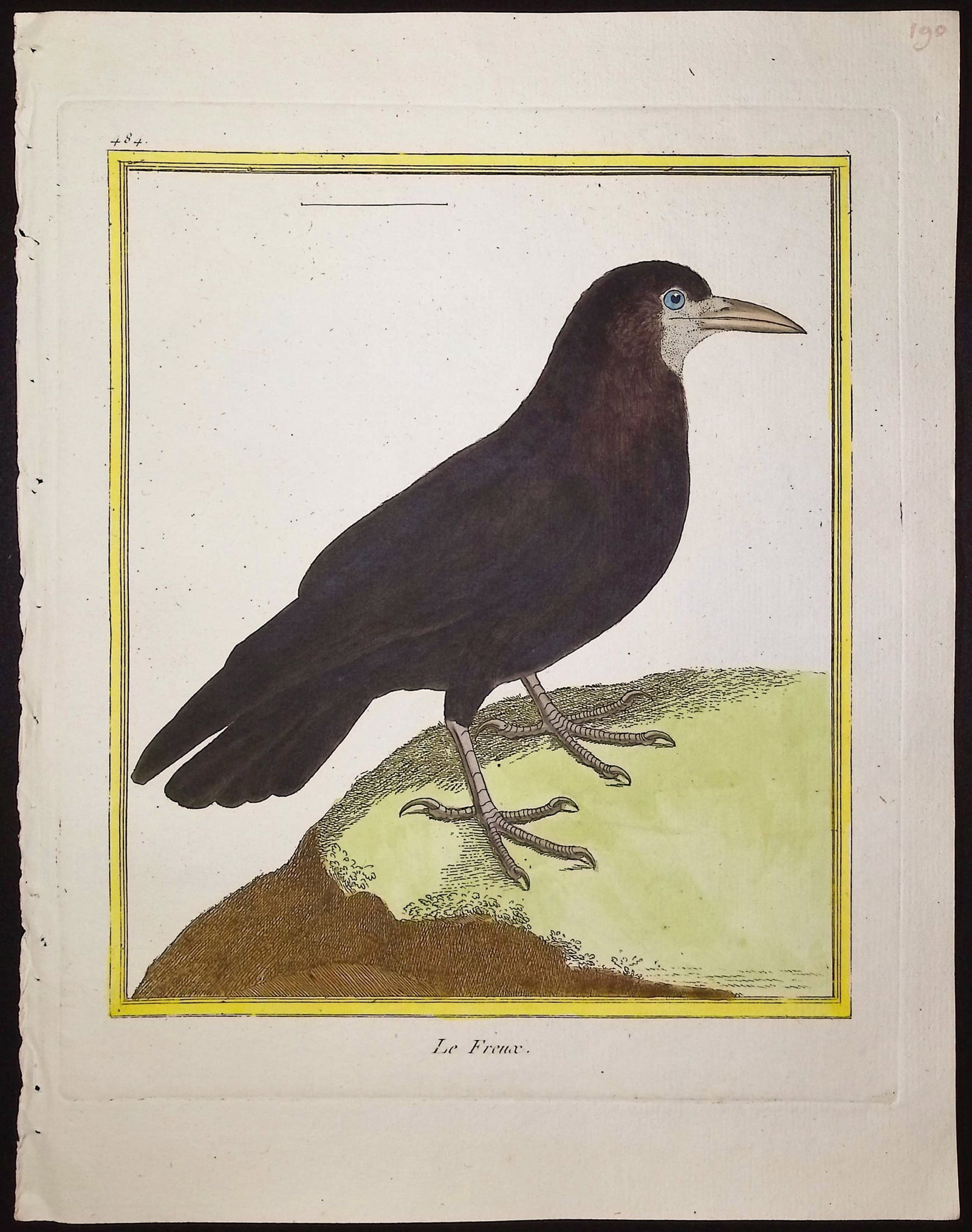Martinet & Buffon - 11 Bird Engravings - 7