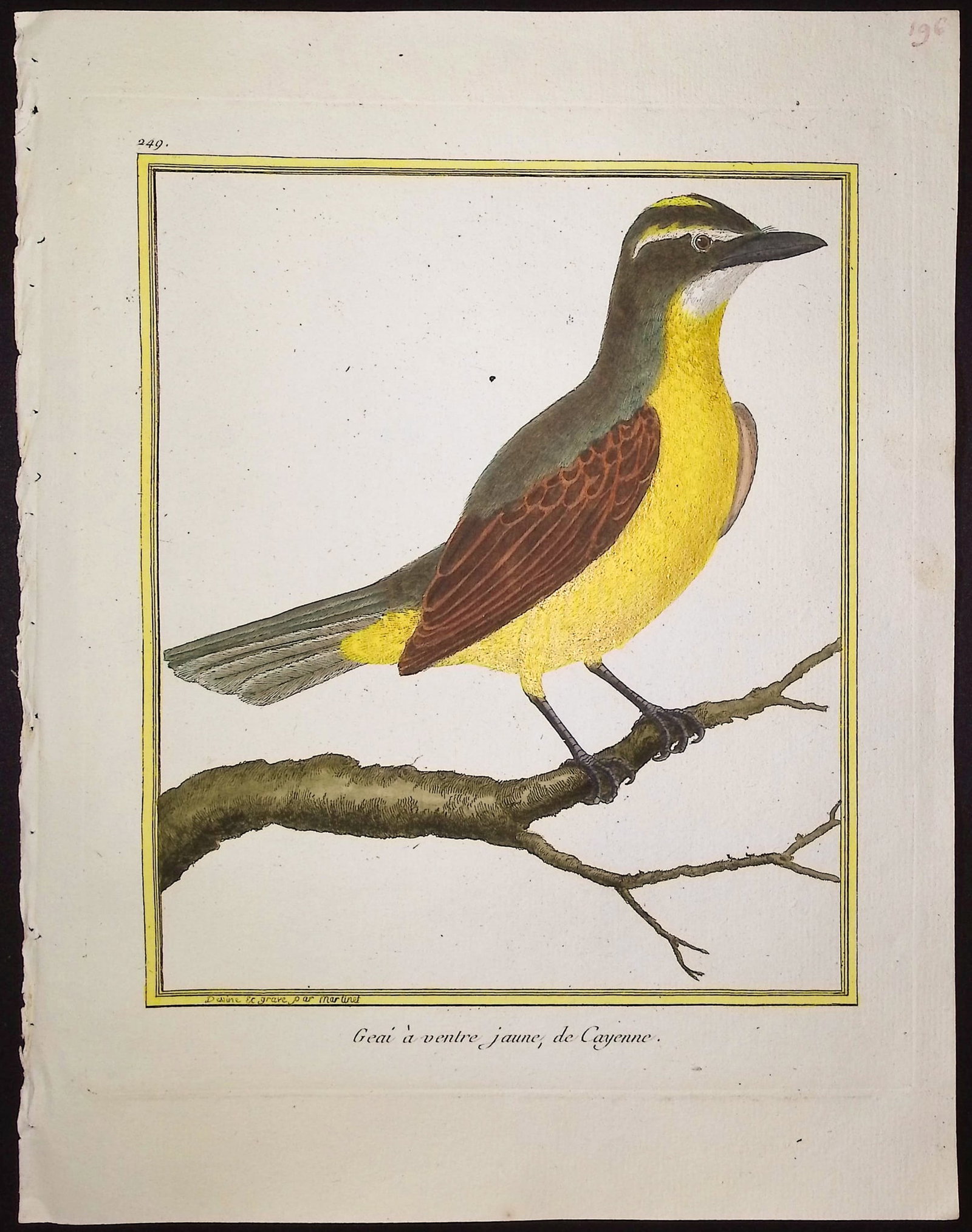 Martinet & Buffon - 11 Bird Engravings - 8