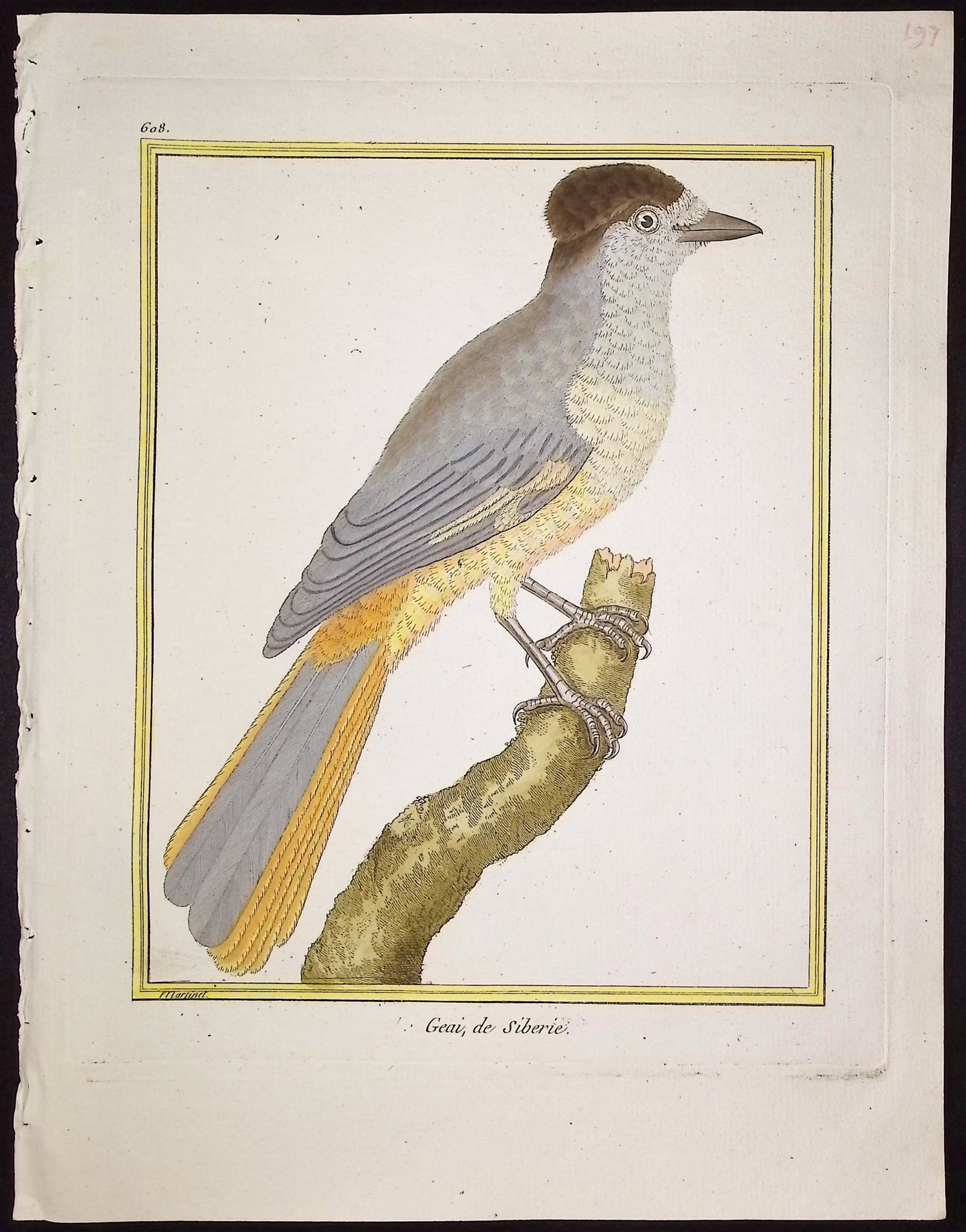 Martinet & Buffon - 11 Bird Engravings - 9