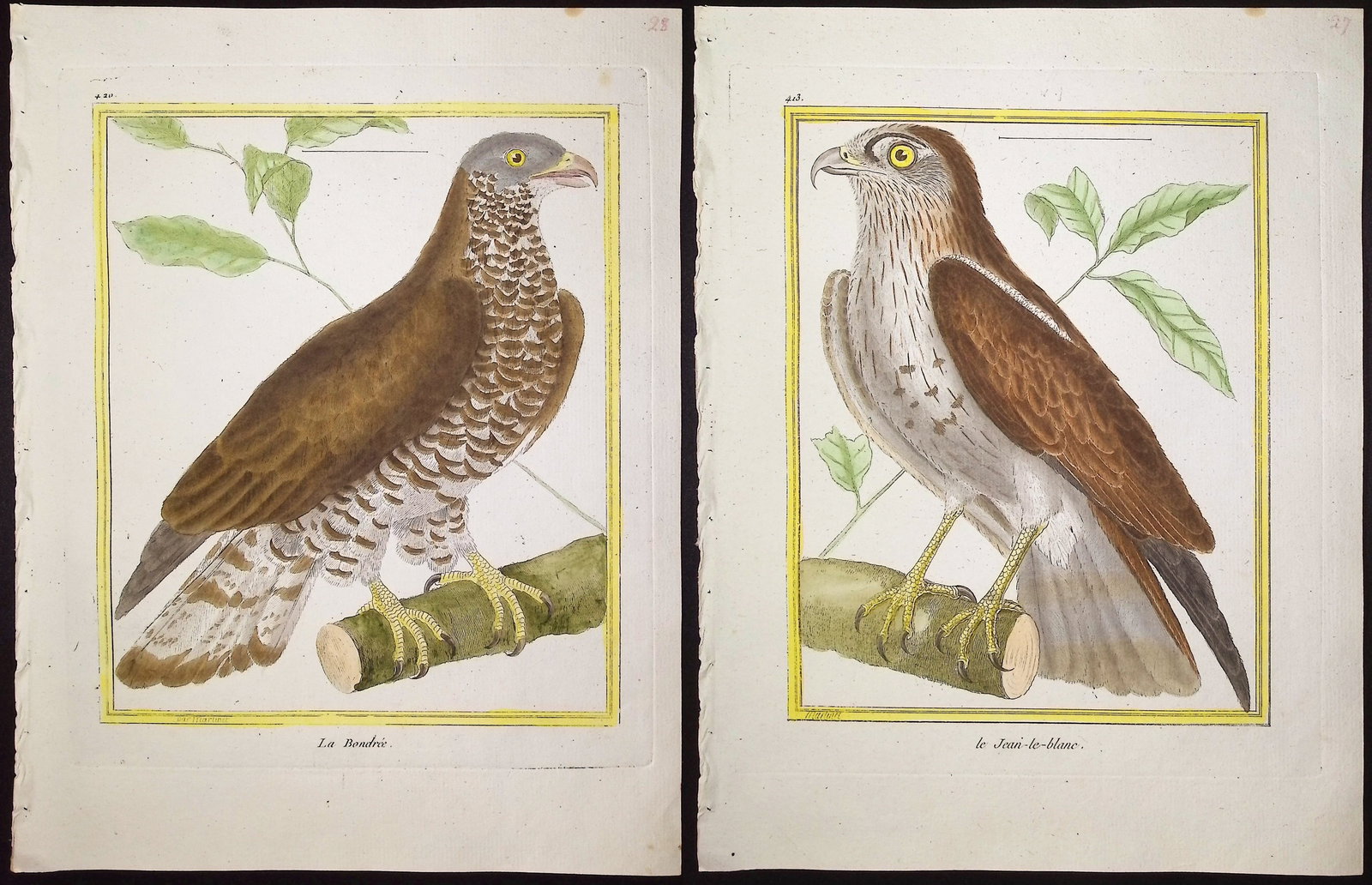 Martinet & Buffon - 6 Bird of Prey Engravings: This originally hand-colored engraving is from Georges-Louis Leclerc de Buffon & Francois-Nicolas Martinet's work entitled "Histoire Naturelle des Oiseaux". It was published in Paris by Imprimerie