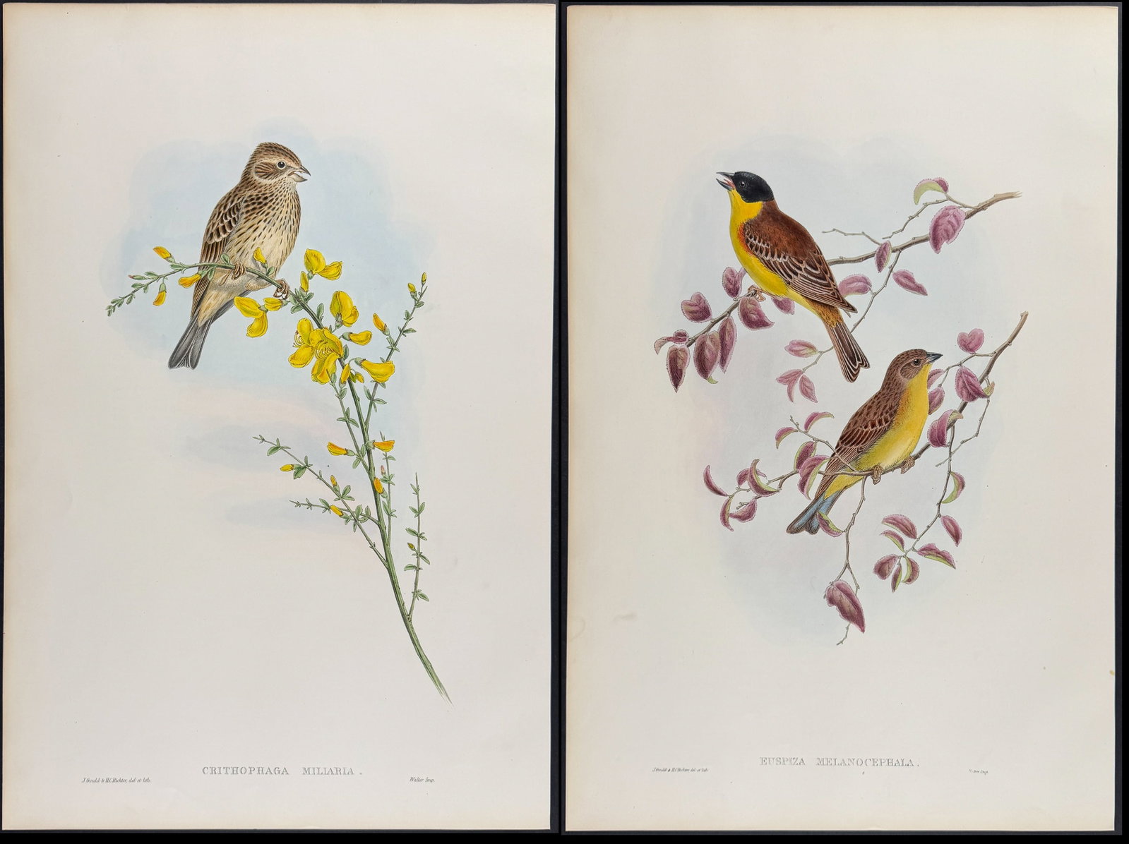 Gould - 6 Bunting Lithographs: Included in this lot: Cirl Bunting Ortolan Bunting Dwarf Bunting Common Bunting Lapland Bunting Black-headed Bunting Description of the work: This remarkable folio lithograph with hand-finished color