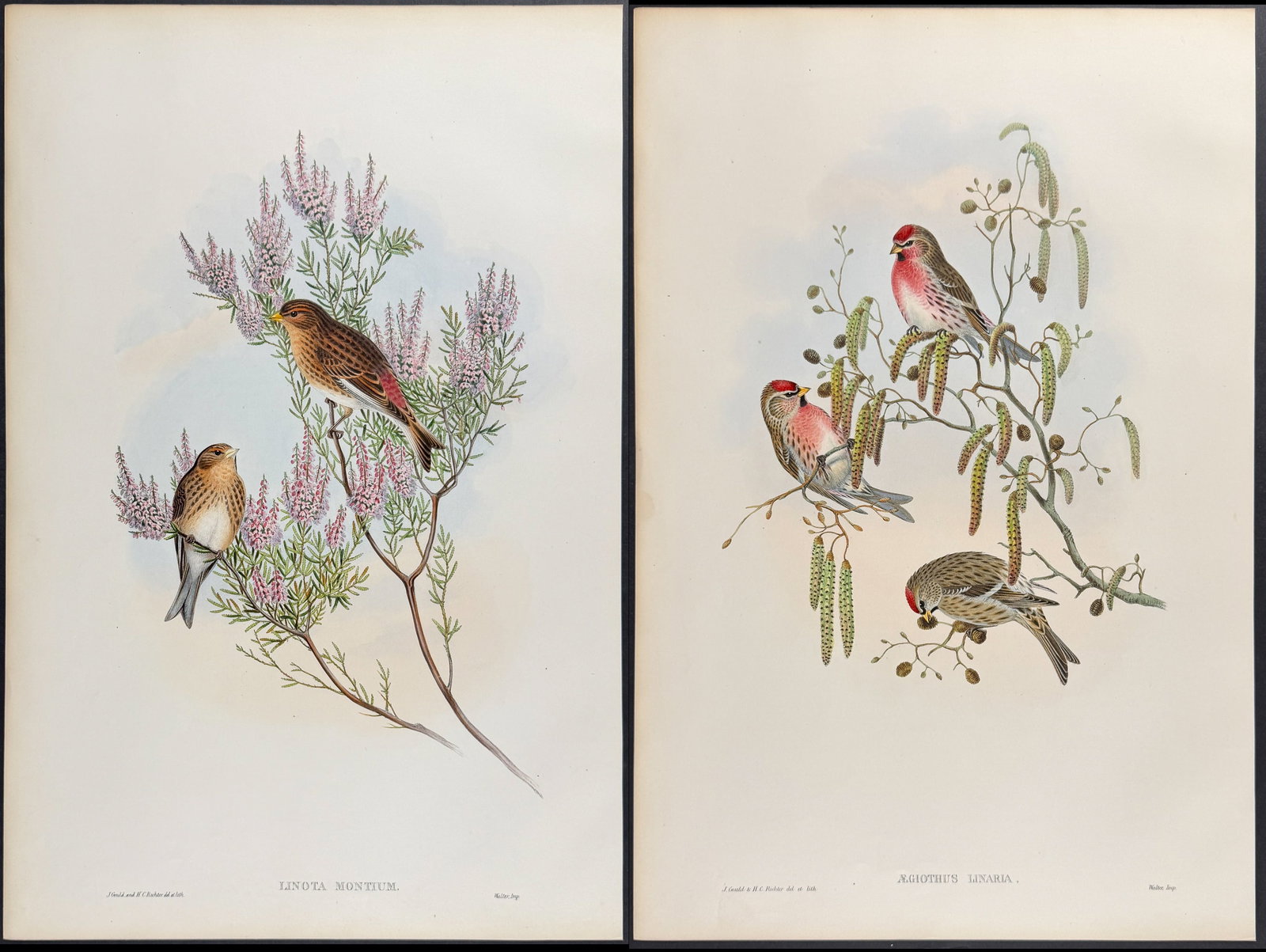 Gould - 4 Bird Lithographs: Siskin, Linnet, Redpole: Included in this lot: Siskin Twite or Mountain-Linnet Linnet Mealy Redpole Description of the work: This remarkable folio lithograph with hand-finished color is from the esteemed John Gould?s Birds