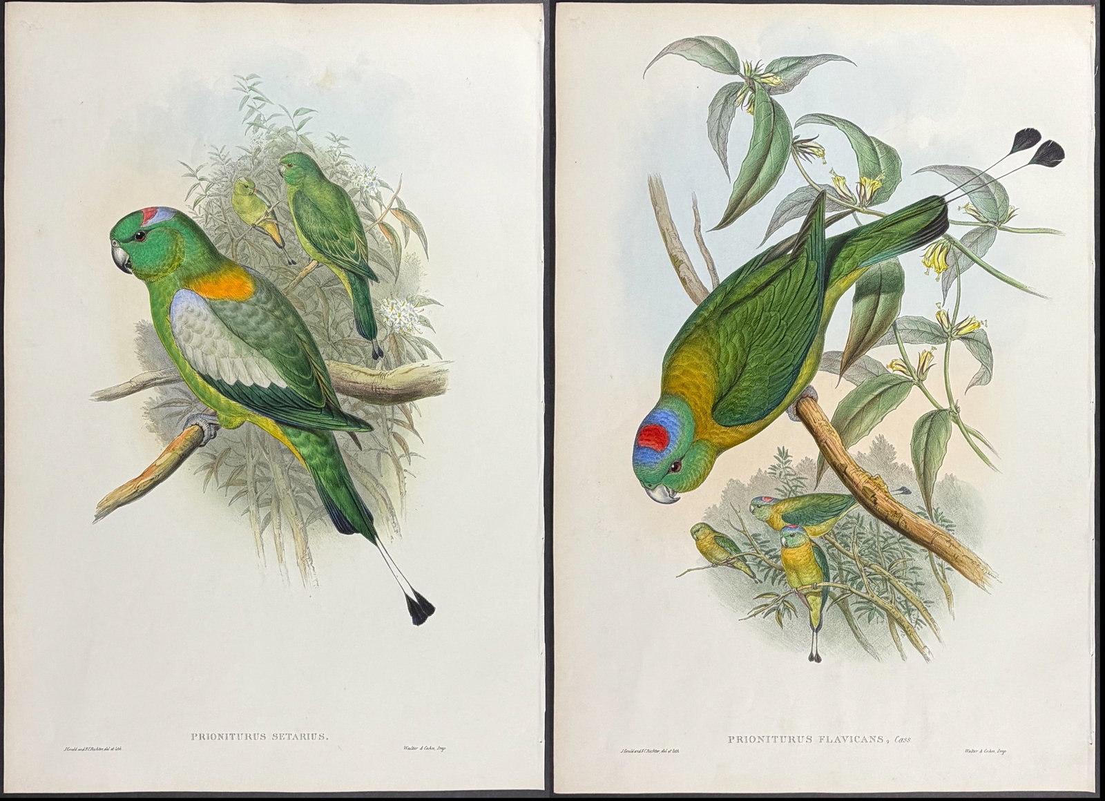 Gould, Asia - Pair of Racket-tailed Parrot Lithographs: Included in this lot: Racket-tailed Parrot [Prioniturus Setarius] Great Racket-tailed Parrot [Prioniturus Flavicans] Description of the work: This remarkable ornithology lithograph with hand-finished