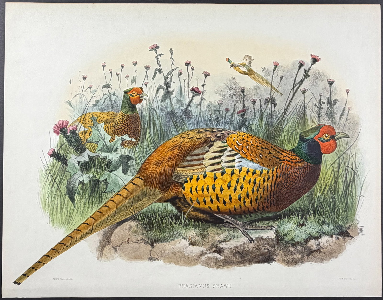 Elliot - Common or Shaw's Pheasant [Phasianus Shawii] (1 of 1)