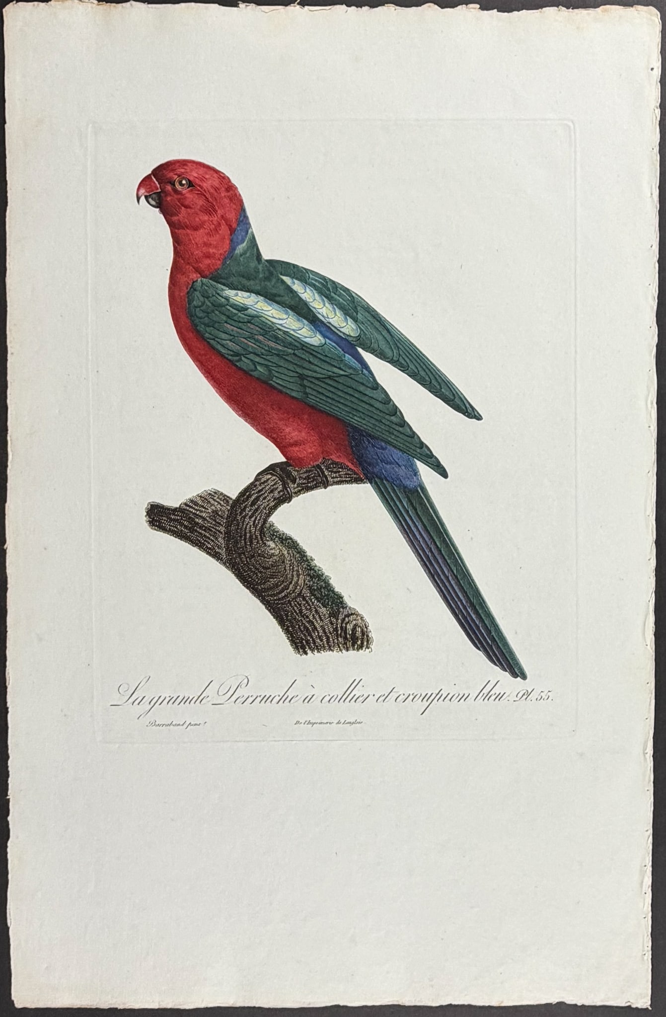Barraband, Folio - Australian King Parrot. 55: This incredible first edition, folio stipple engraving is from Francois Levaillant & Jacques Barraband's Histoire naturelle des perroquets. The work was published in Paris by Levrault Freres in 1801.
