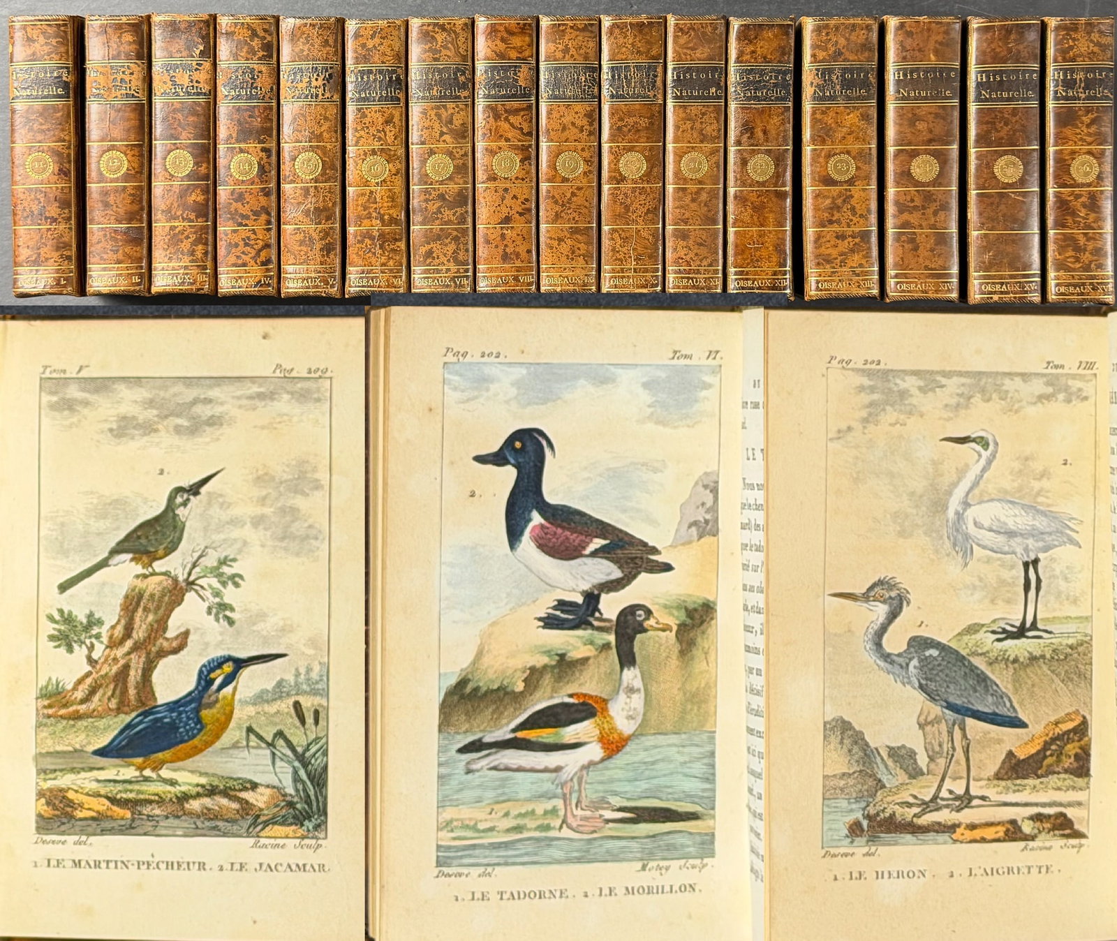 Buffon's Histoire Naturelle (Birds) - 16 Volumes with 123 Originally Hand Colored Engravings: These 16 volumes are part of Rene-Richard Castel's Histoire Naturelle de Buffon, based upon Georges-Louis Leclerc, Comte de Buffon's work. They were published in Paris by Jean-Francois Deterville in