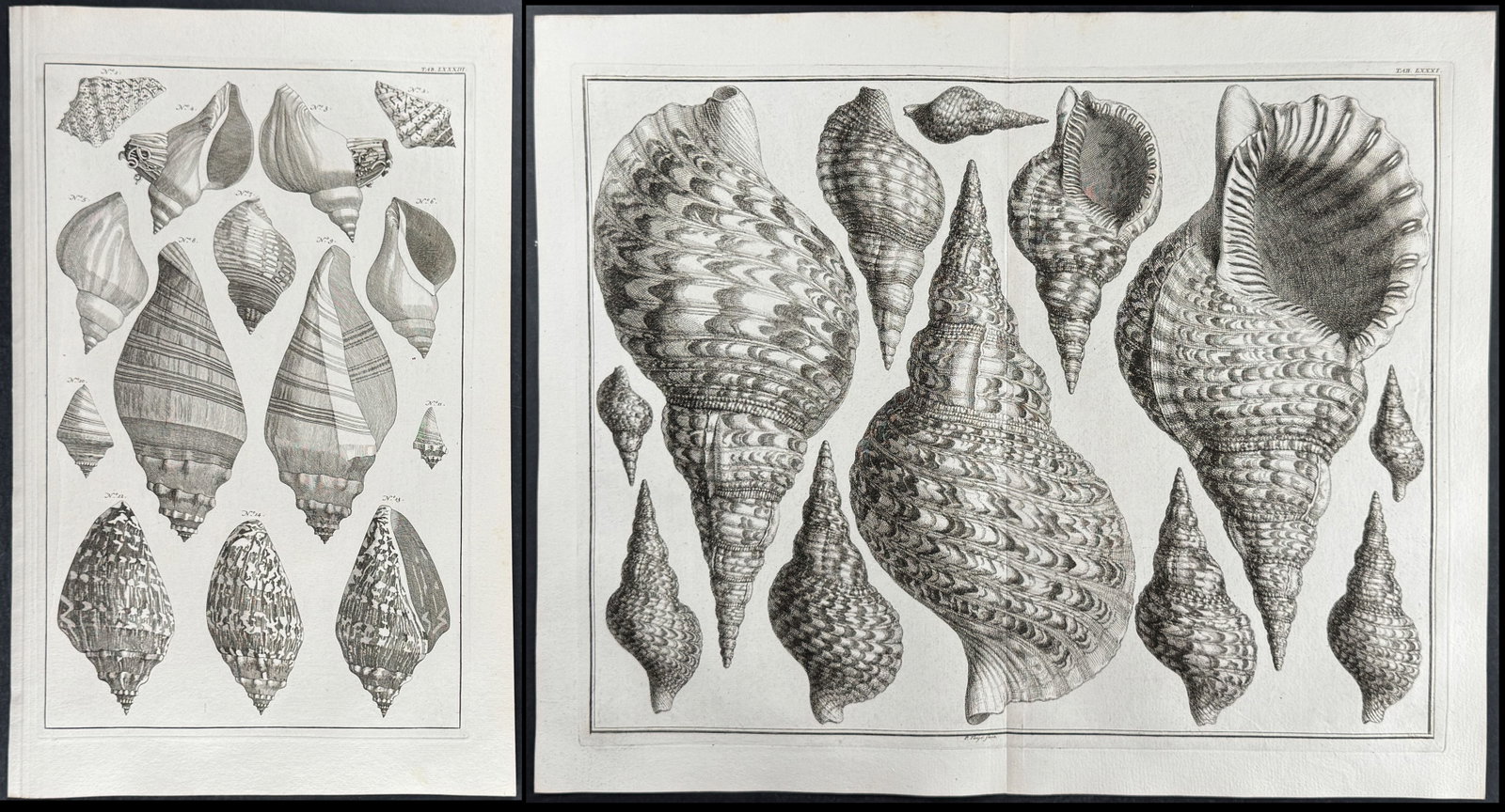 Seba - 3 Shell Engravings: This artistically composed, scientific folio engraving is from Albertus Seba?s Locupletissimi rerum naturalium thesauri accurata descriptio, et iconibus artificiosissimis expressio, per universam