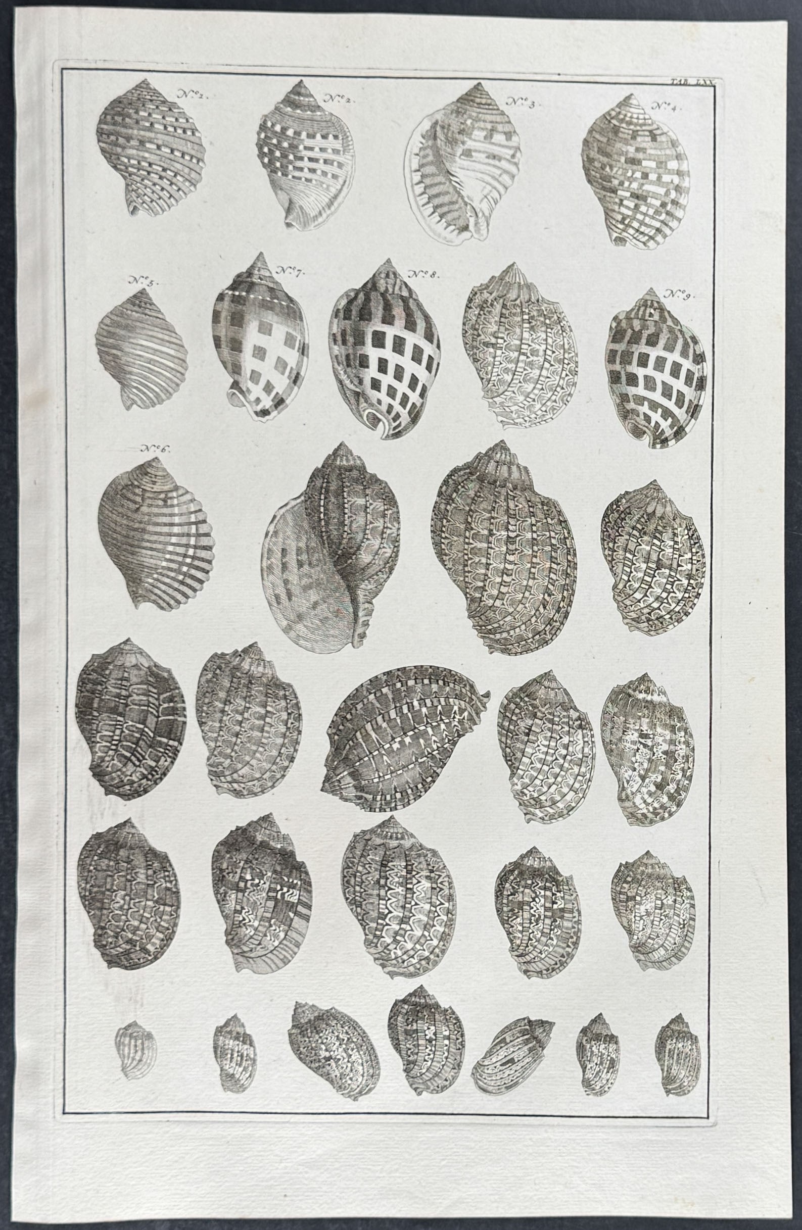 Seba - 3 Shell Engravings - 2