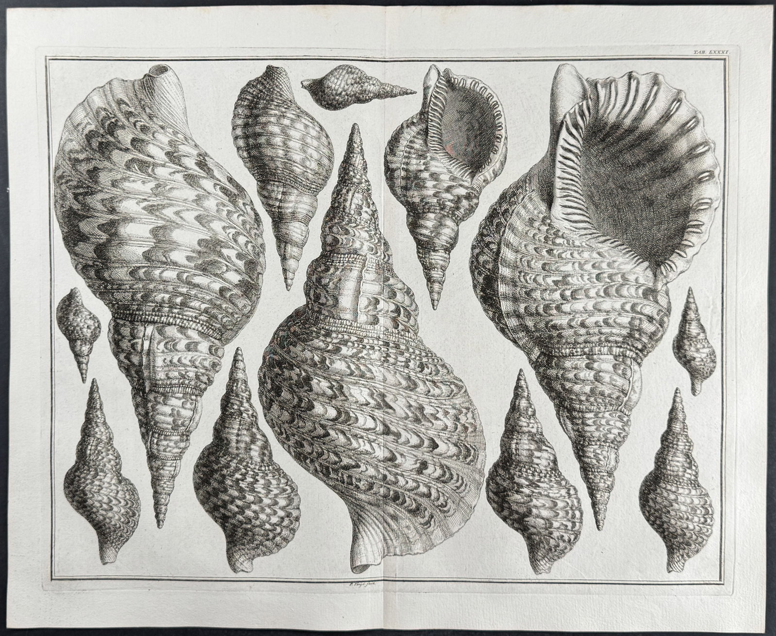 Seba - 3 Shell Engravings - 3