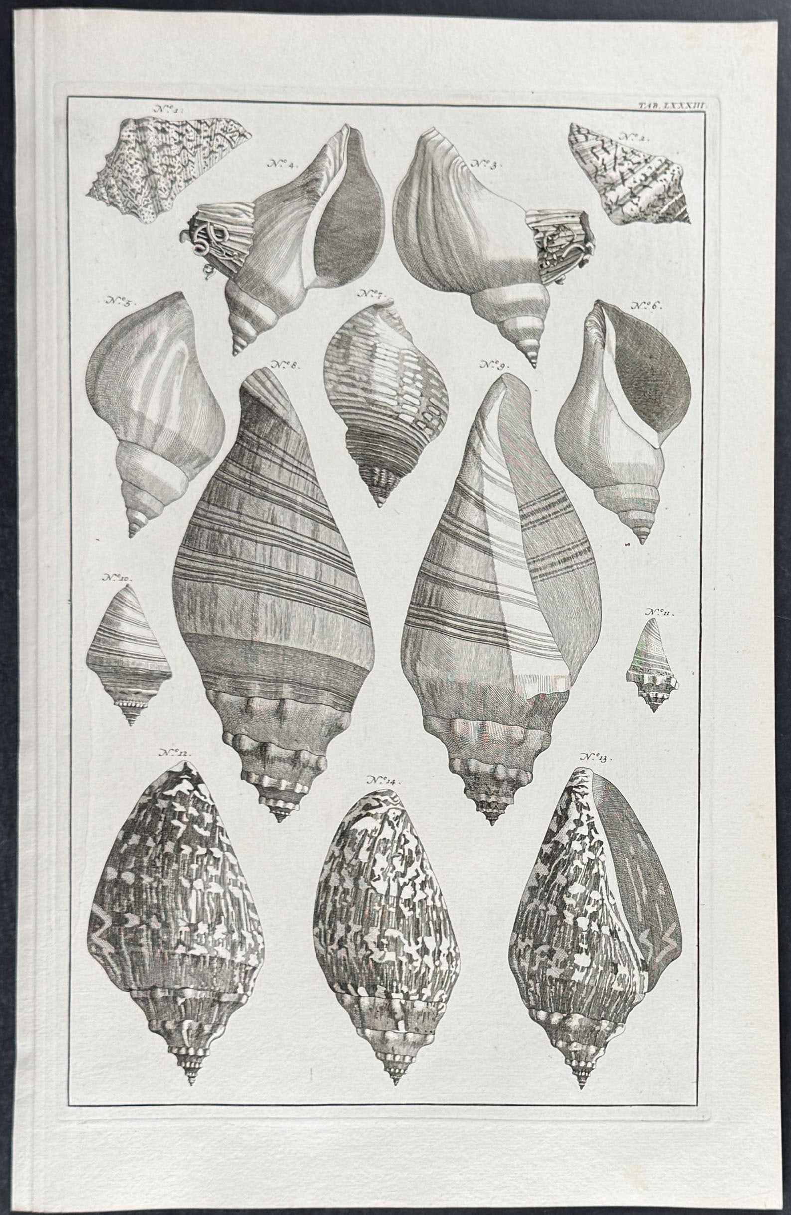 Seba - 3 Shell Engravings - 4