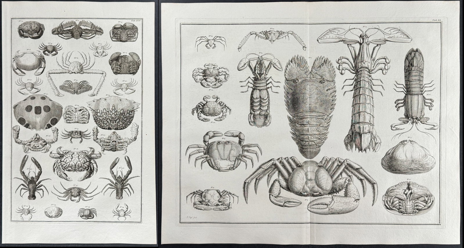 Seba - 3 Crab & Lobster Engravings: This artistically composed, scientific folio engraving is from Albertus Seba?s Locupletissimi rerum naturalium thesauri accurata descriptio, et iconibus artificiosissimis expressio, per universam