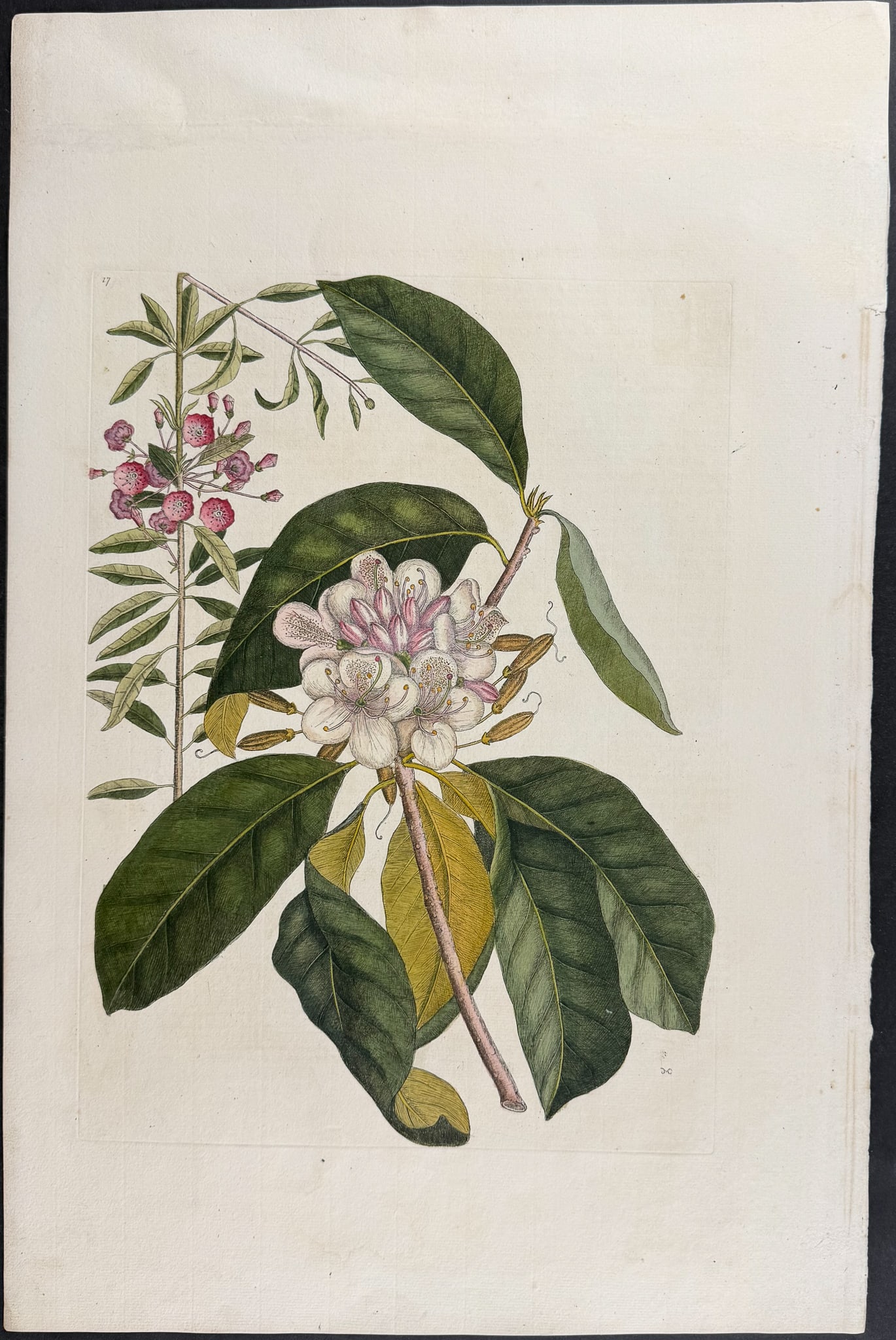 Catesby, Folio - Great Laurel & Narrow Leaved Laurel. Sup-17 (1 of 1)