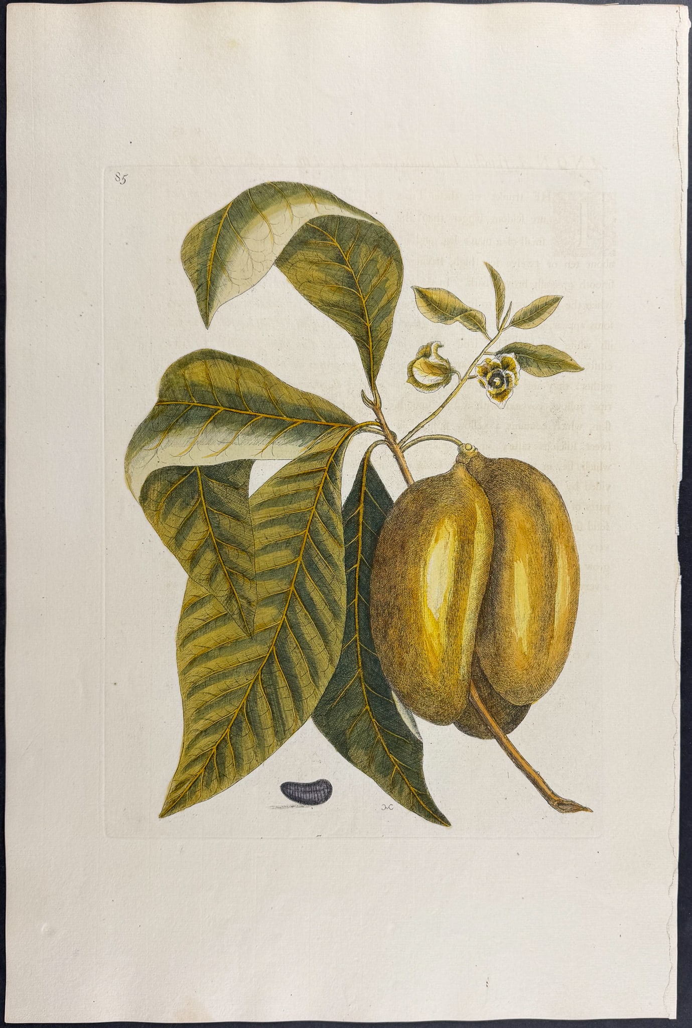 Catesby, Folio - Anona (Pawpaw). 2-85 (1 of 1)