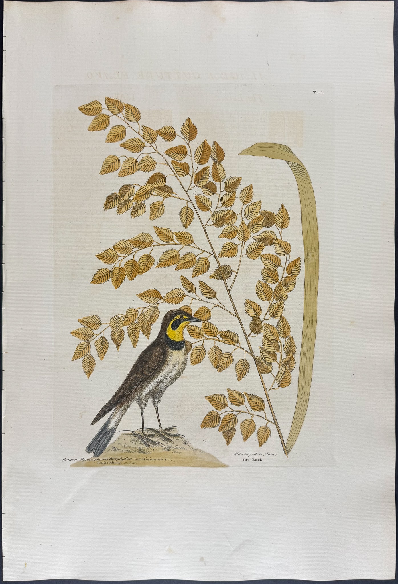 Catesby, Folio - Lark with Seaside Oat. 1-32 (1 of 1)