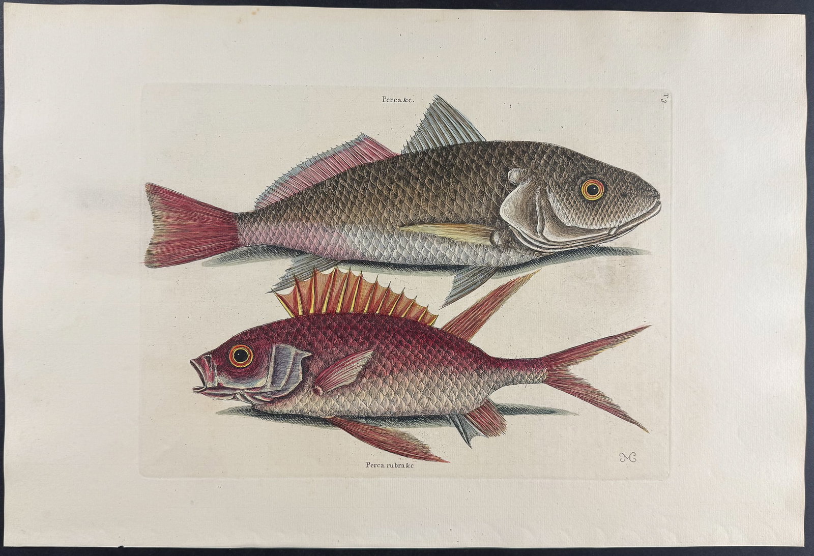 Catesby, Folio - Croker & Squirrel Fish. 2-3 (1 of 1)
