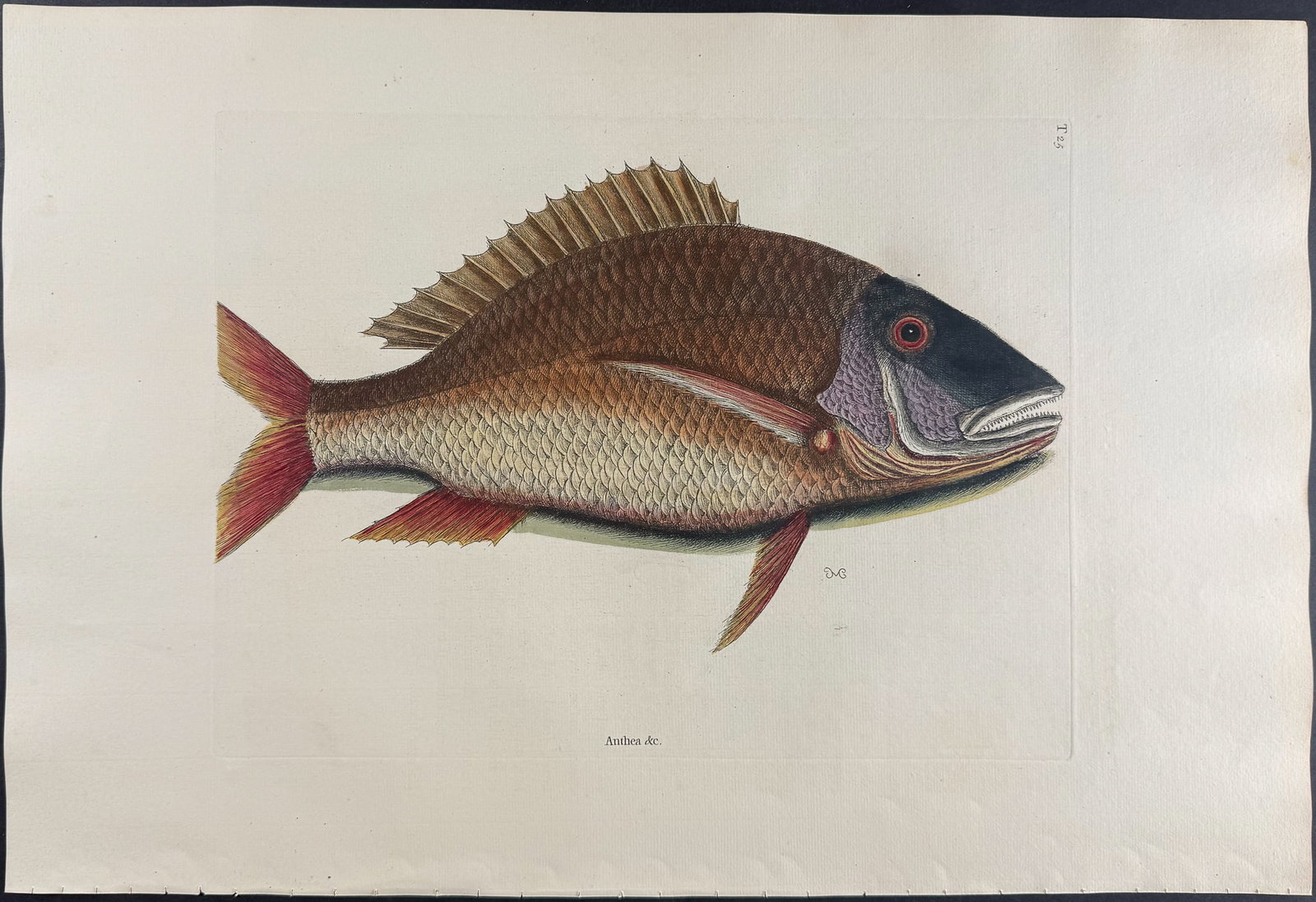 Catesby, Folio - Mutton Fish. 2-25 (1 of 1)
