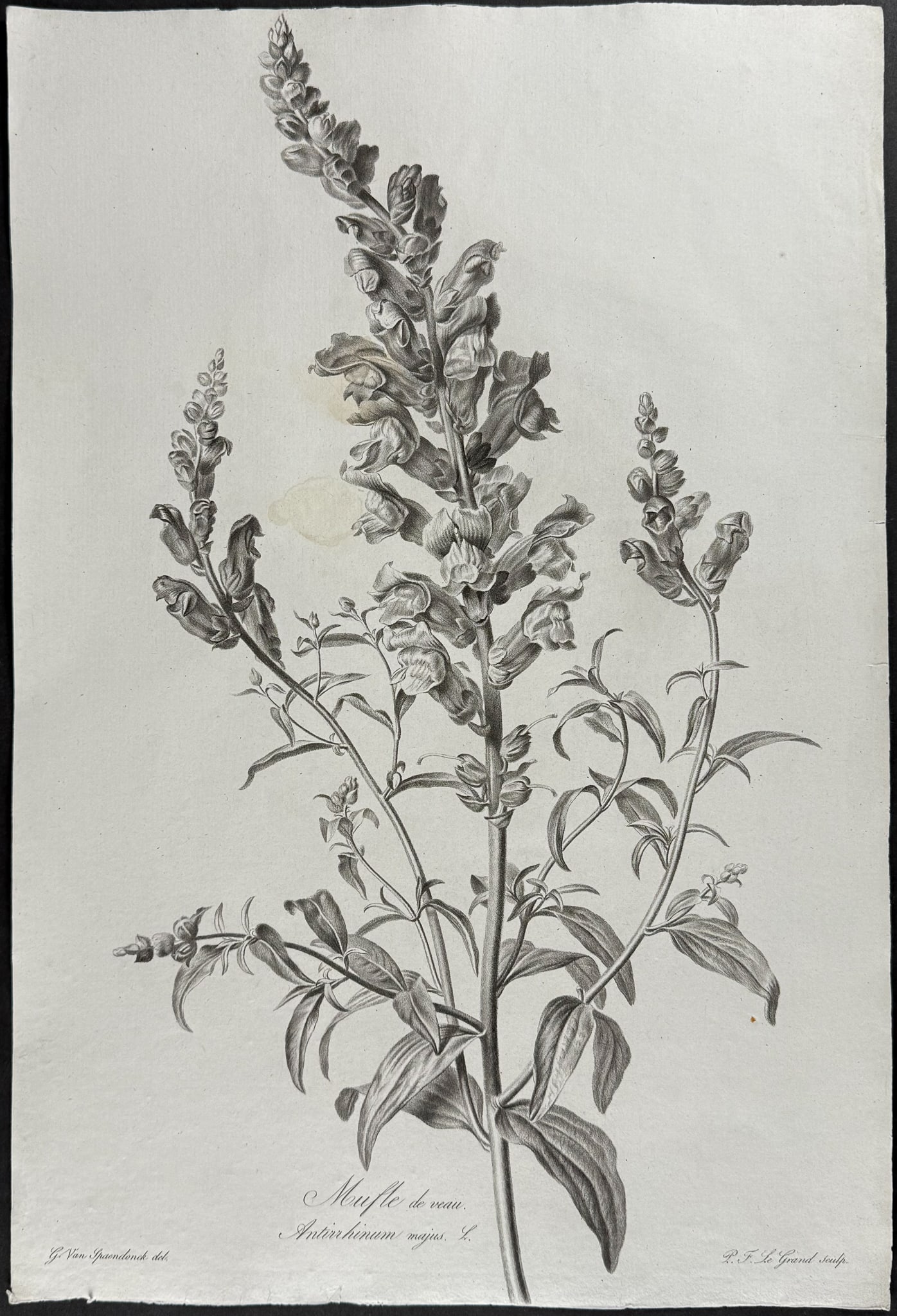 Spaendonck - Snapdragon (1 of 1)