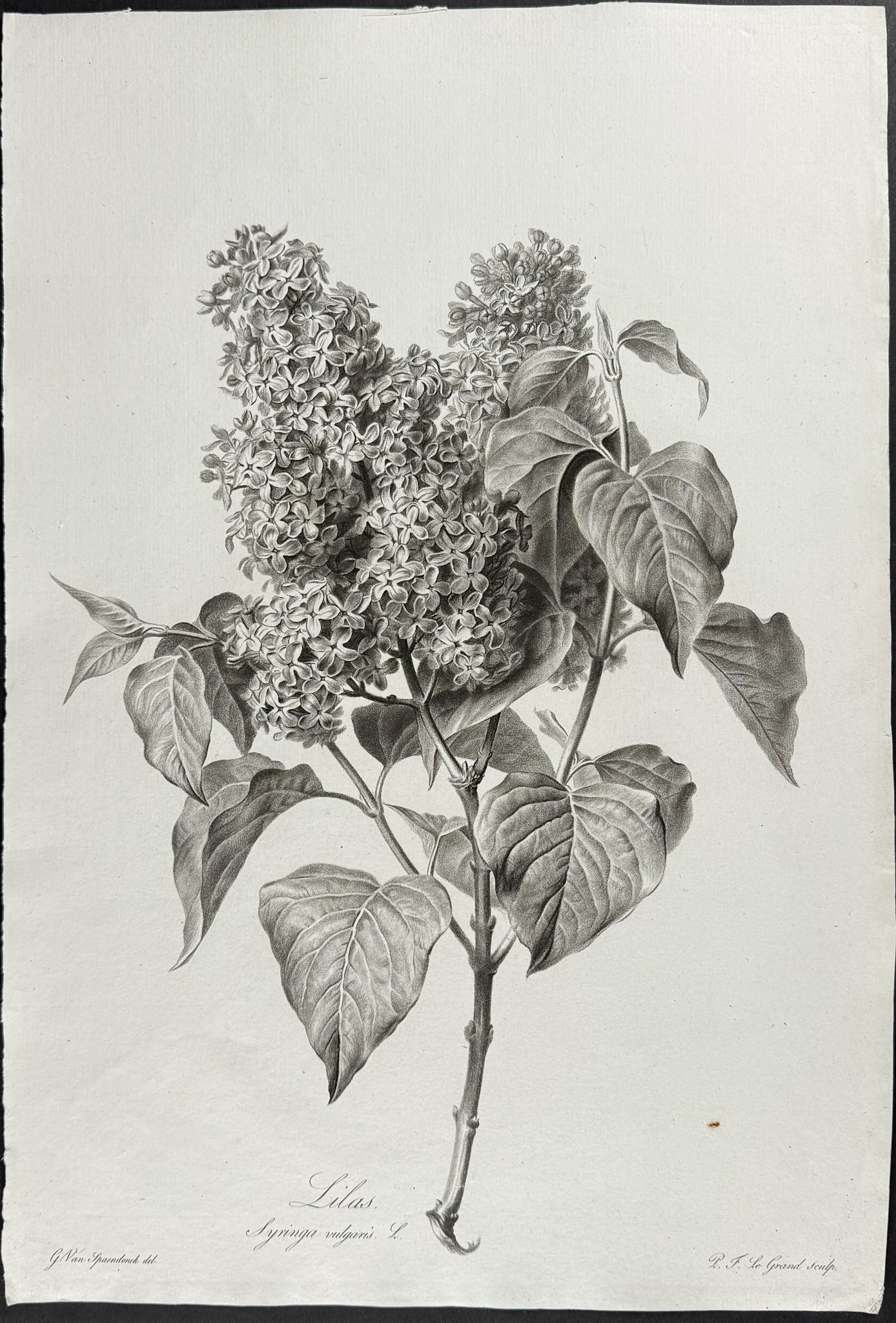 Spaendonck - Lilac: This rich, folio botanical stipple engraving is from G?rard van Spaendonck's Fleurs dessin?es d'apr?s nature. The work was published in Paris circa 1800. The engravings were mostly completed by P. F. 