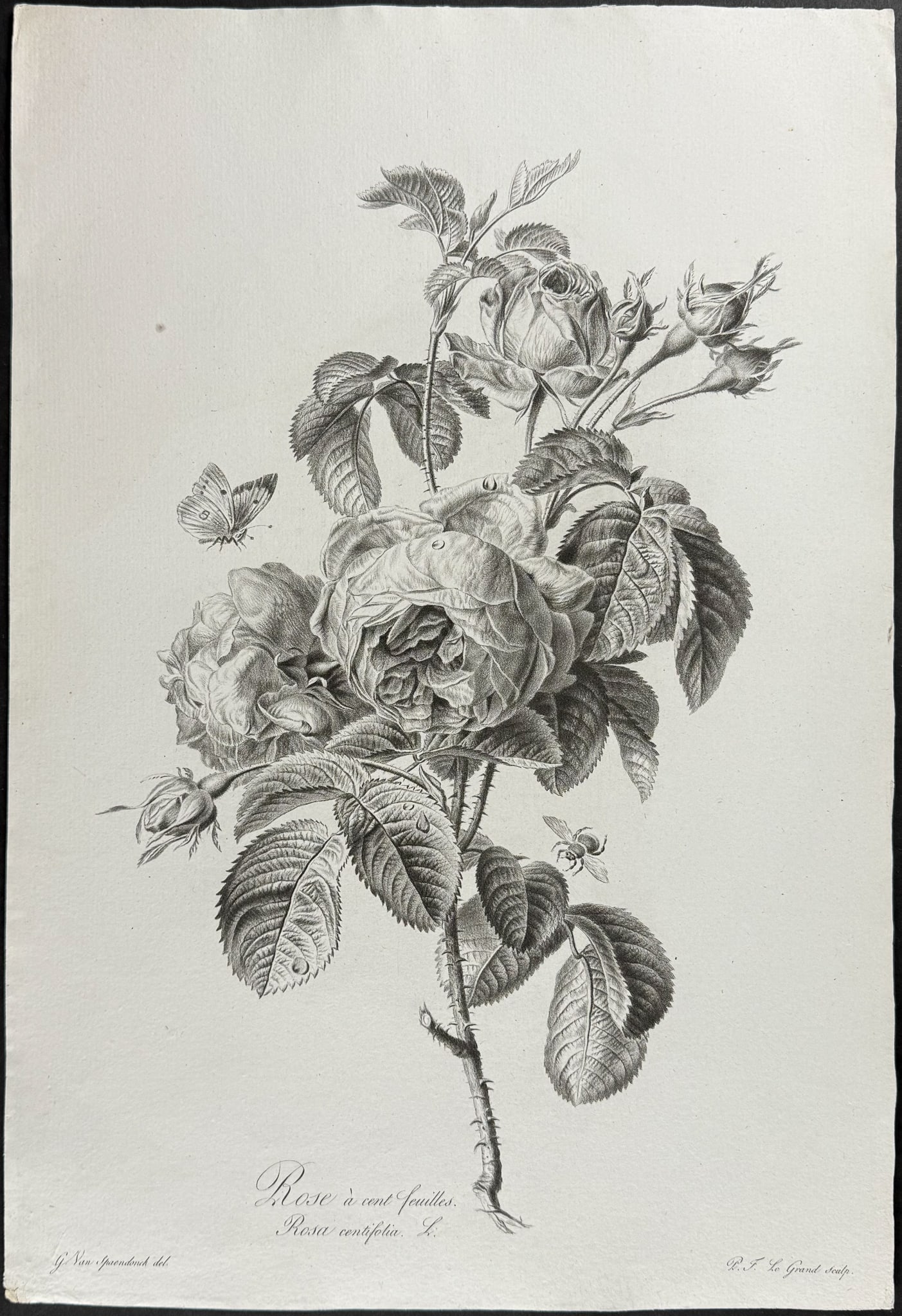 Spaendonck - Rose: This rich, folio botanical stipple engraving is from G?rard van Spaendonck's Fleurs dessin?es d'apr?s nature. The work was published in Paris circa 1800. The engravings were mostly completed by P. F. 