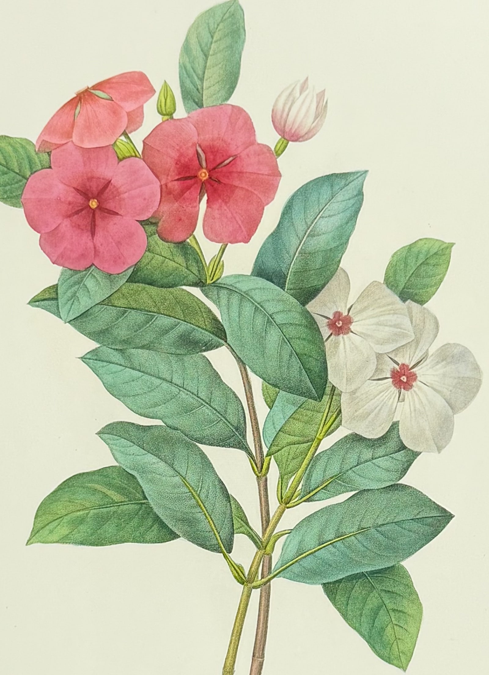 Redoute, Choix - Periwinkle: This striking originally hand-colored stipple engraving is from Pierre Joseph Redoute's Le Choix des Plus Belles Fleurs. This is from the second edition of the work with plate numbers added and was