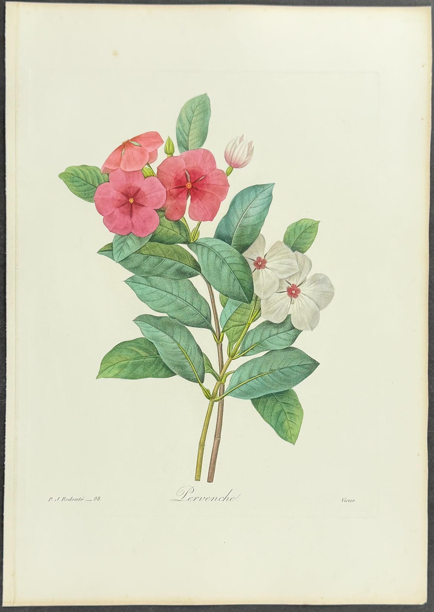 Redoute, Choix - Periwinkle - 2