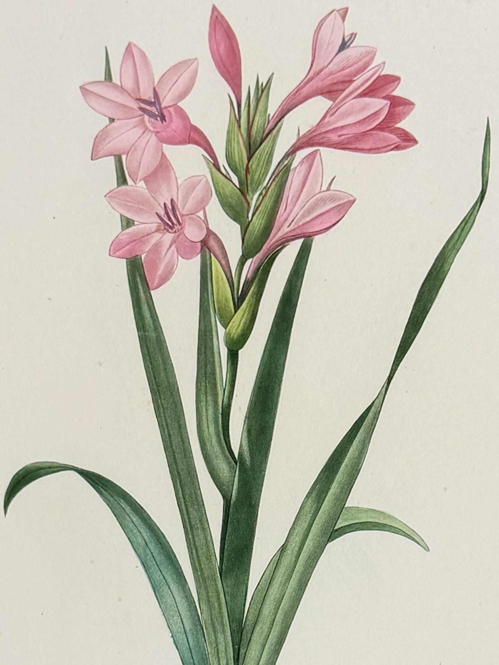 Redoute, Choix - Gladiolus [Gladiolus laccatus]: This striking originally hand-colored stipple engraving is from Pierre Joseph Redoute's Le Choix des Plus Belles Fleurs. This is from the second edition of the work with plate numbers added and was