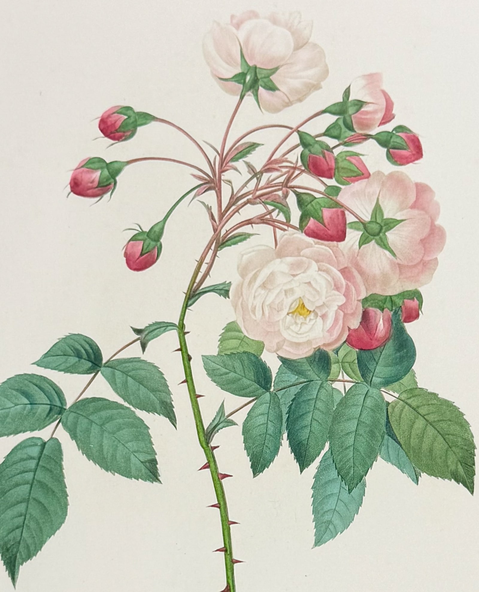 Redoute, Choix - Rambing Rose [Adelia aurelianensis]: This striking originally hand-colored stipple engraving is from Pierre Joseph Redoute's Le Choix des Plus Belles Fleurs. This is from the second edition of the work with plate numbers added and was pu