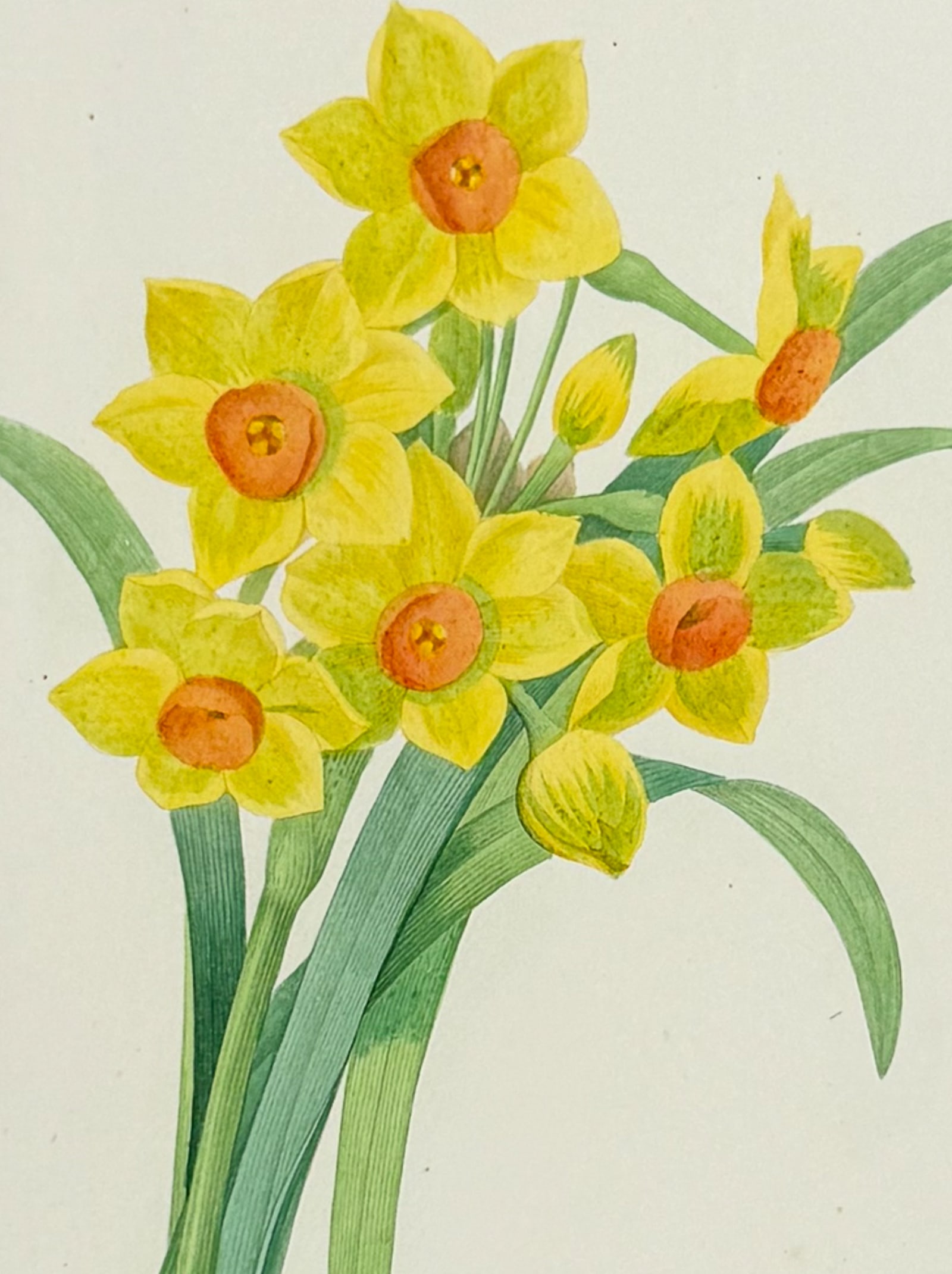Redoute, Choix - Bunch-Flowered Daffodil [Narcissus tazetta]: This striking originally hand-colored stipple engraving is from Pierre Joseph Redoute's Le Choix des Plus Belles Fleurs. This is from the second edition of the work with plate numbers added and was