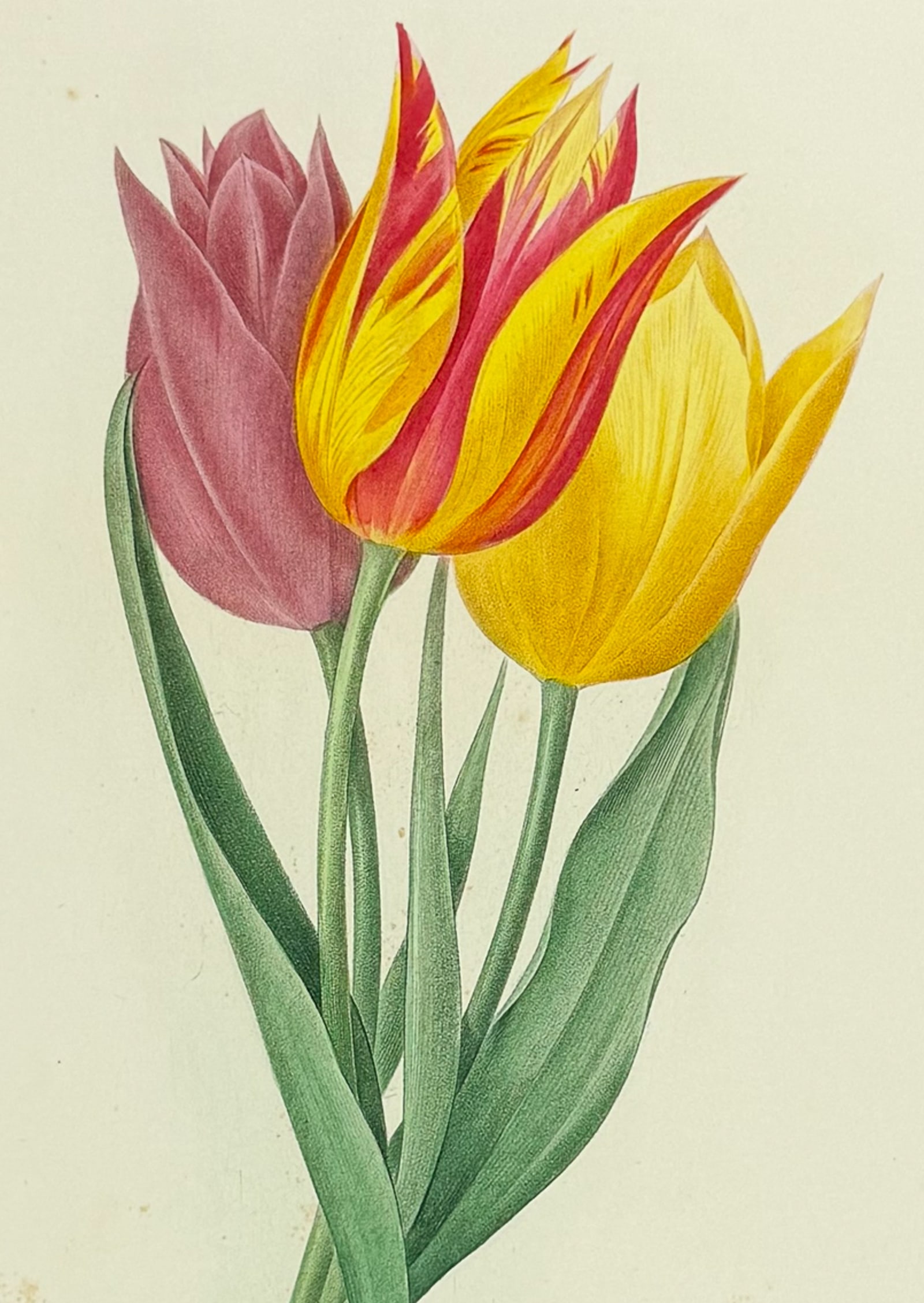 Redoute, Choix - Tulip [Tulipa gesneriana]: This striking originally hand-colored stipple engraving is from Pierre Joseph Redoute's Le Choix des Plus Belles Fleurs. This is from the second edition of the work with plate numbers added and was
