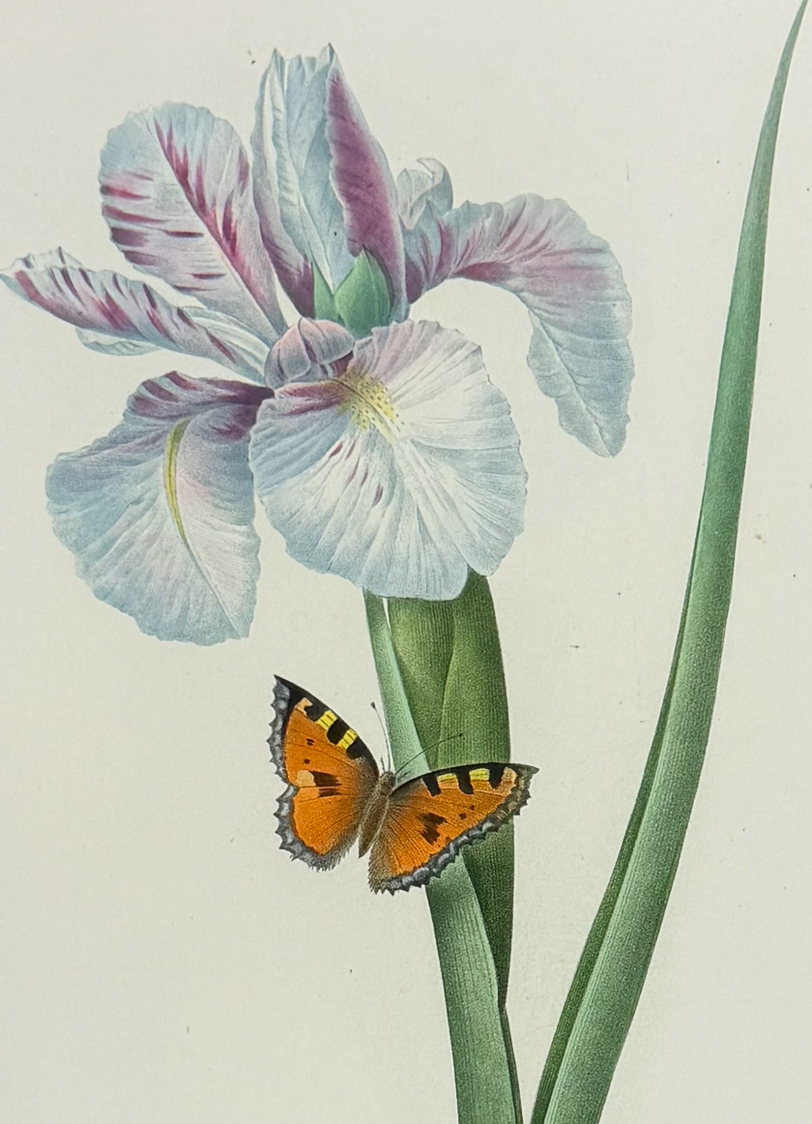 Redoute, Choix - Spanish Iris [Iris xiphium]: This striking originally hand-colored stipple engraving is from Pierre Joseph Redoute's Le Choix des Plus Belles Fleurs. This is from the second edition of the work with plate numbers added and was