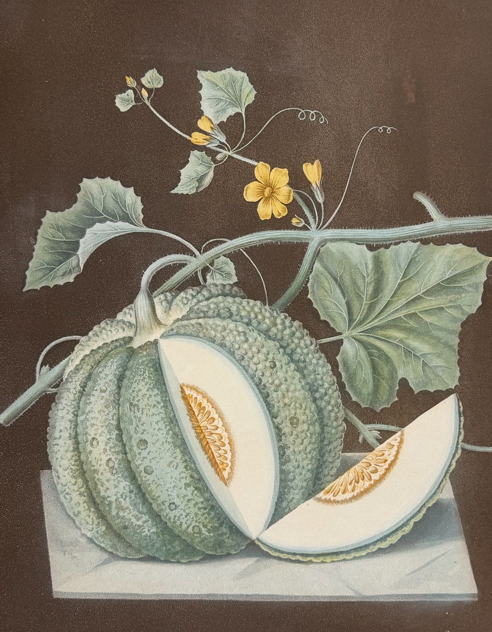 Brookshaw, Folio - White Candia Melon. 71: This remarkable, large folio fruit engraving is from George Brookshaw's Pomona Britannica, or a Collection of the Most Esteemed Fruits at present cultivated in the country; together with the Blossoms 