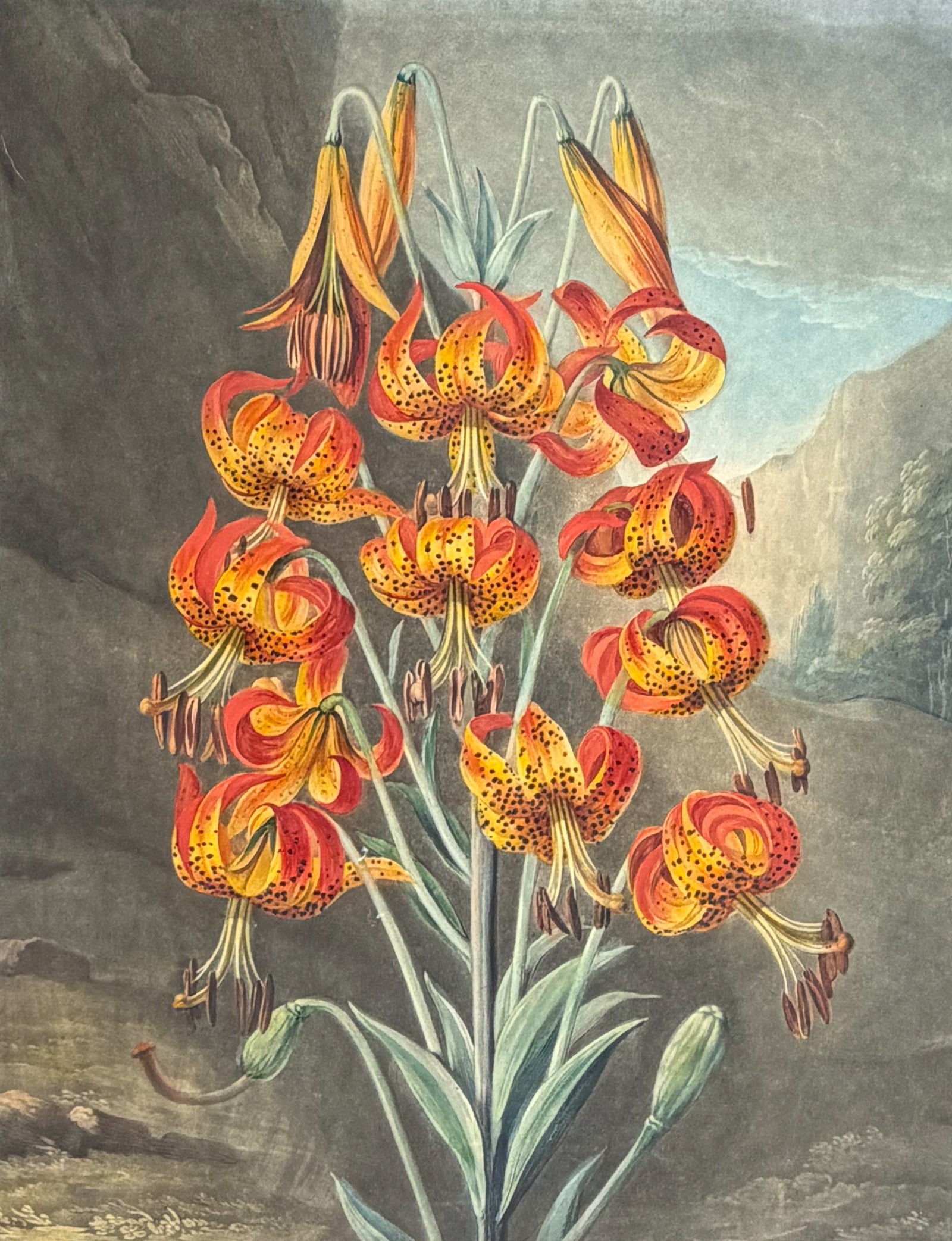 Thornton, Folio - The Superb Lily (1 of 2)