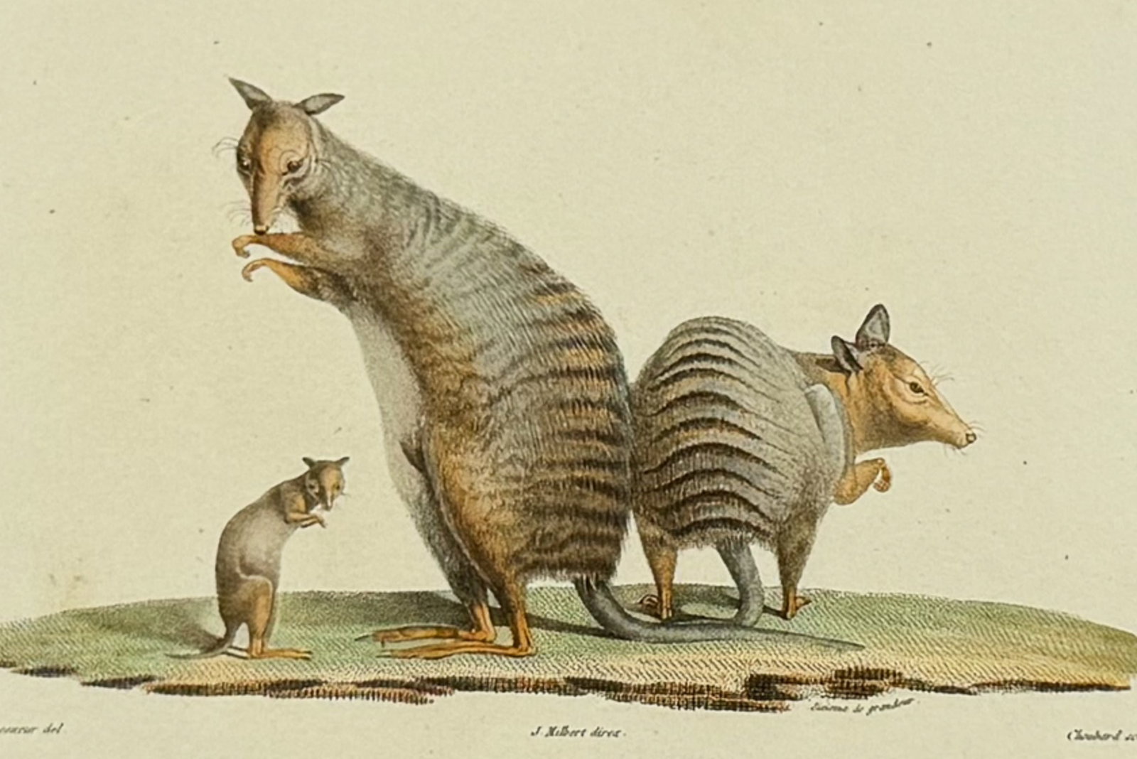 Peron & Freycinet - Kangaroo (Kanguroo a Bandes): This fine engraving is from Louis Claude de Saulces de Freycinet's Voyage de decouvertes aux Terres Australes, execute... sur les corvettes le Geographe, le Naturaliste, et la goelette le Casuarina, p