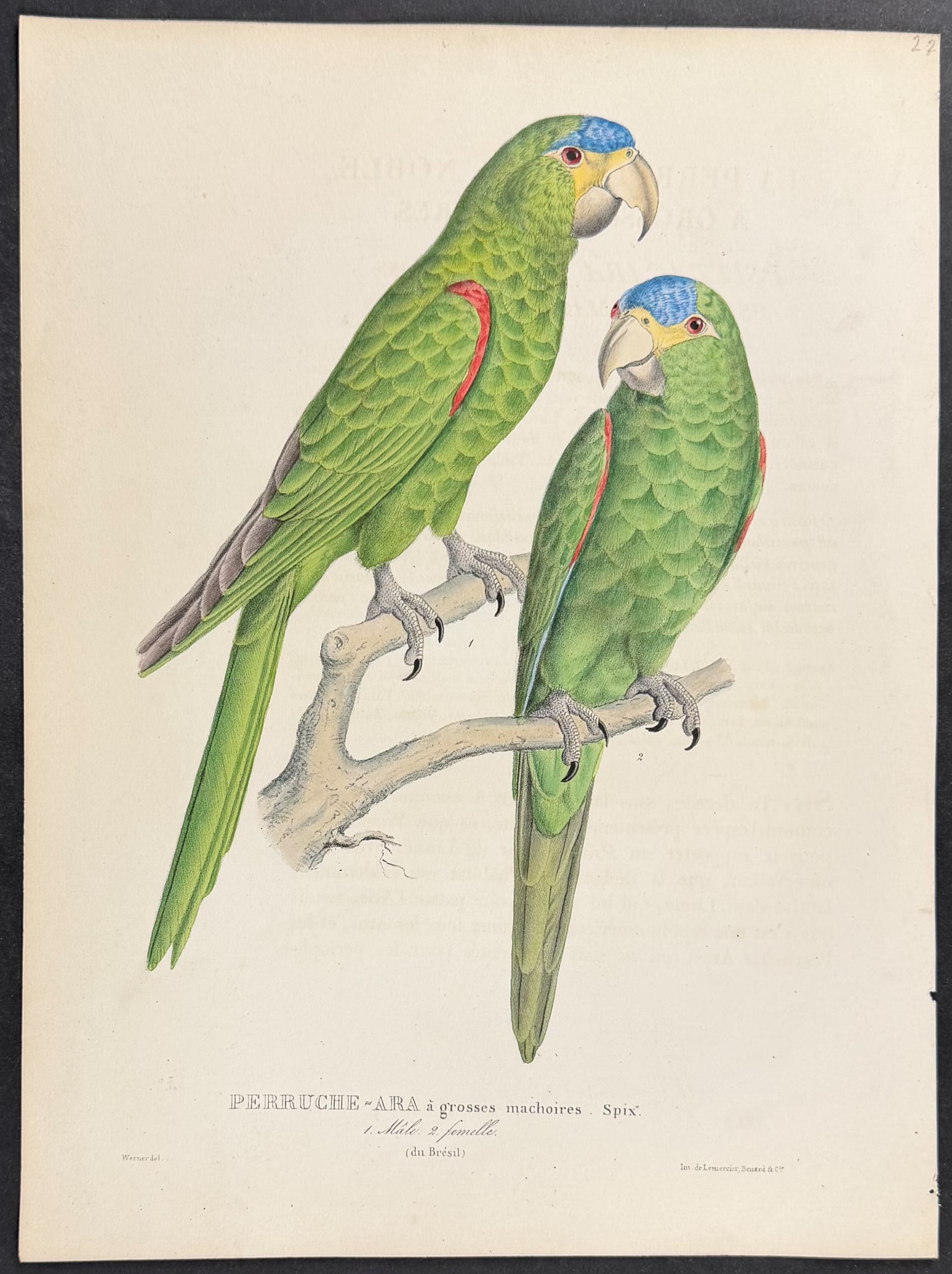 Bourjot Saint-Hilaire - Large-jawed Parakeet-Macaw [Perruche-Ara a grosses machoires]: This lovely originally hand-colored lithograph is from Alexandre Bourjot Saint-Hilaire's Histoire Naturelle des Perroquets or Natural History of Parrots. It was published between 1835 to 1839 by F. G.